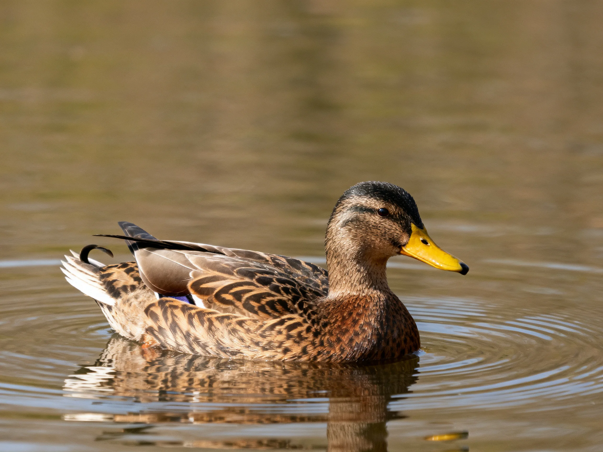 A brown-patterned duck with a yellow beak swims in rippling water