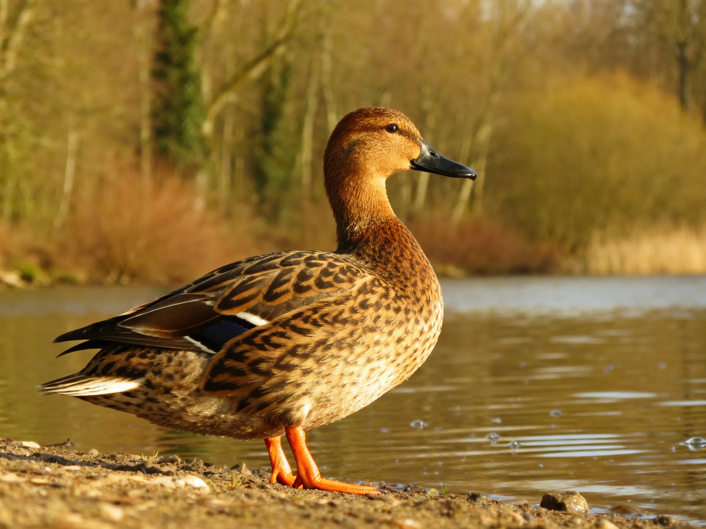 A brown-patterned duck with orange legs by calm waters
