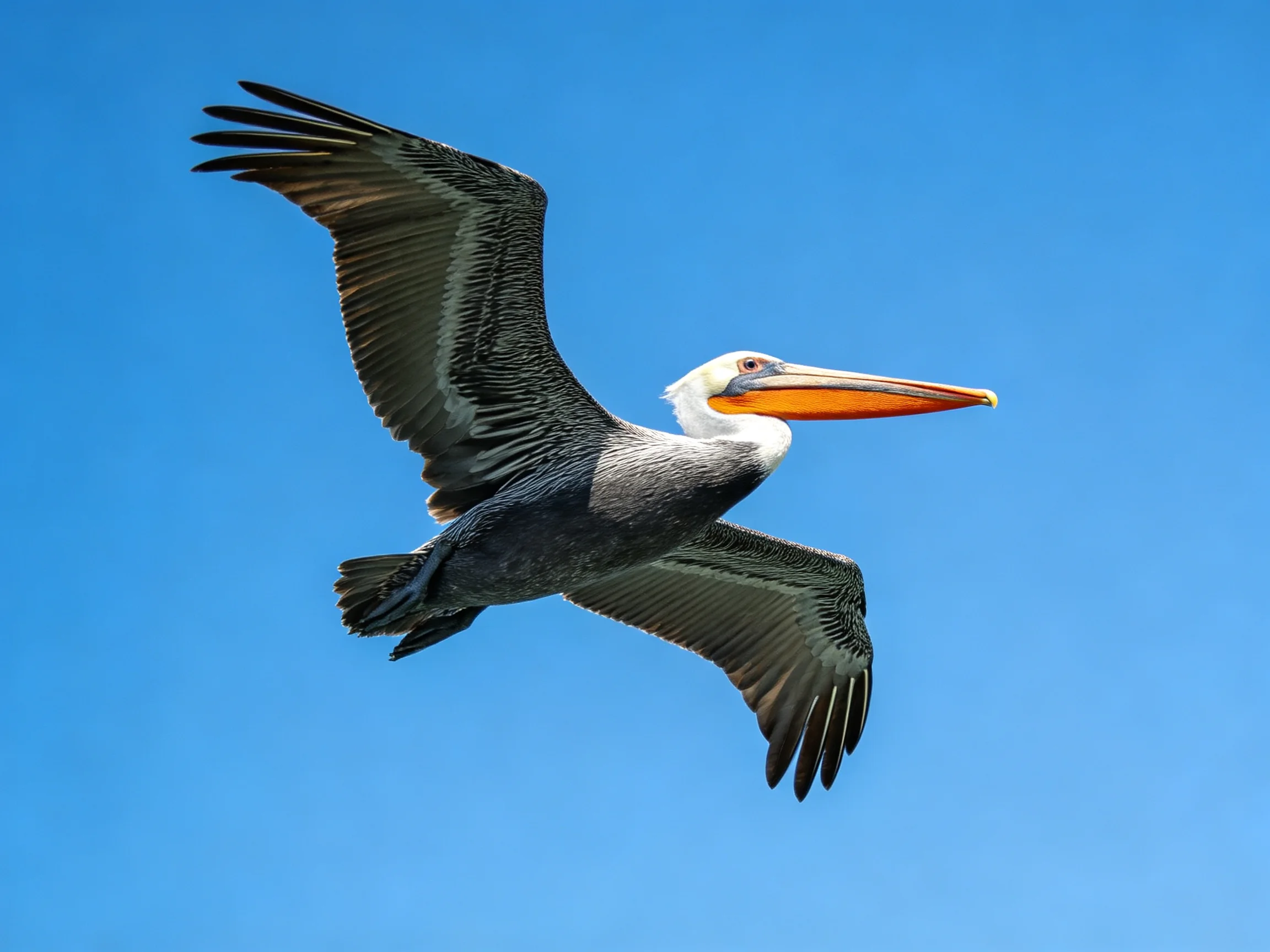 A brown pelican flies with spread wings over bright blue sky