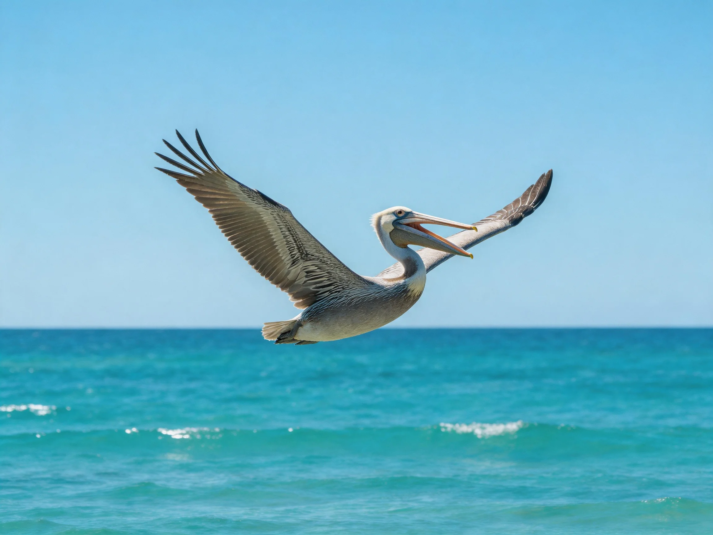 A brown pelican soars over turquoise ocean waters