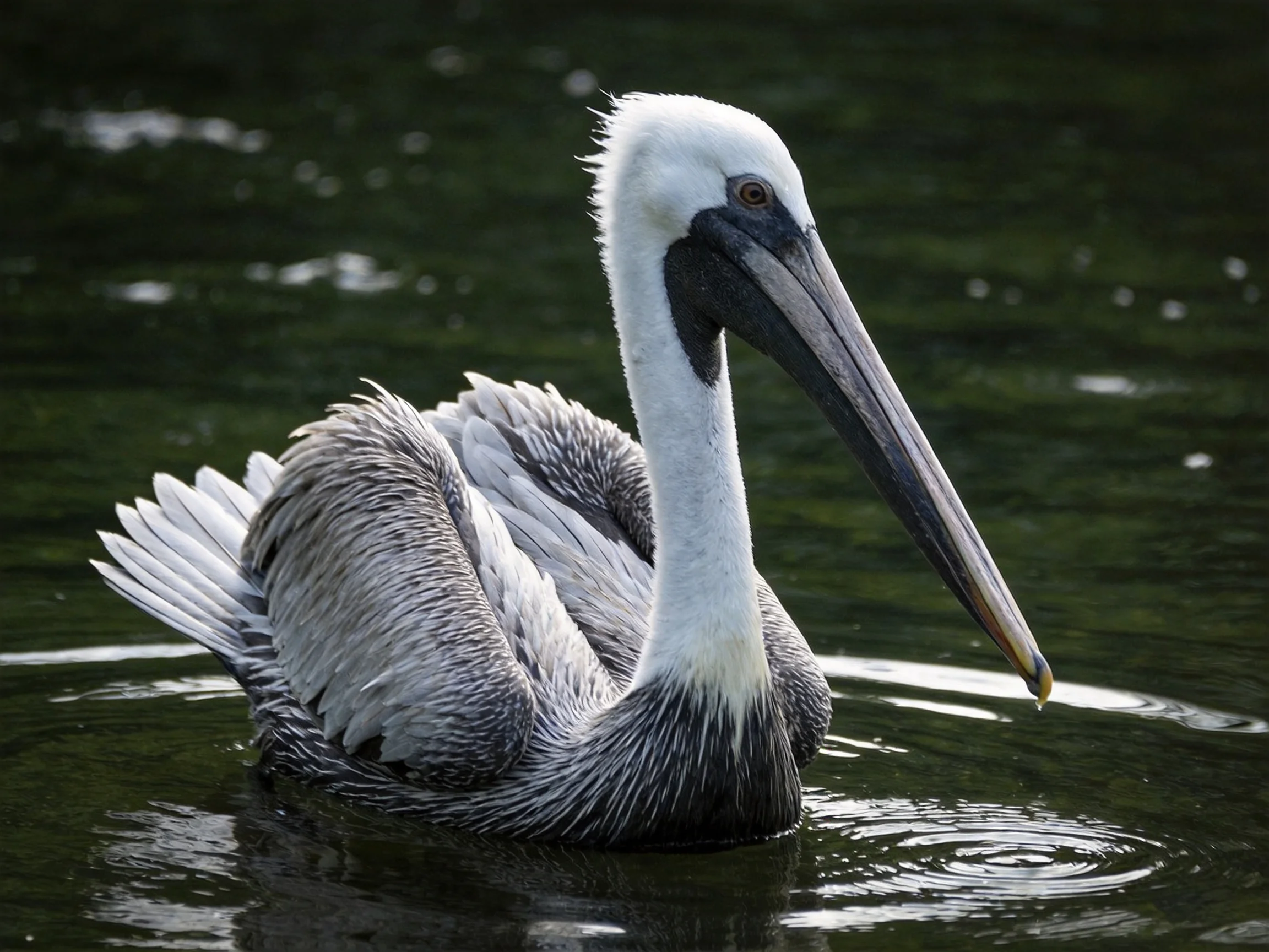 A brown pelican swims gracefully in dark green water