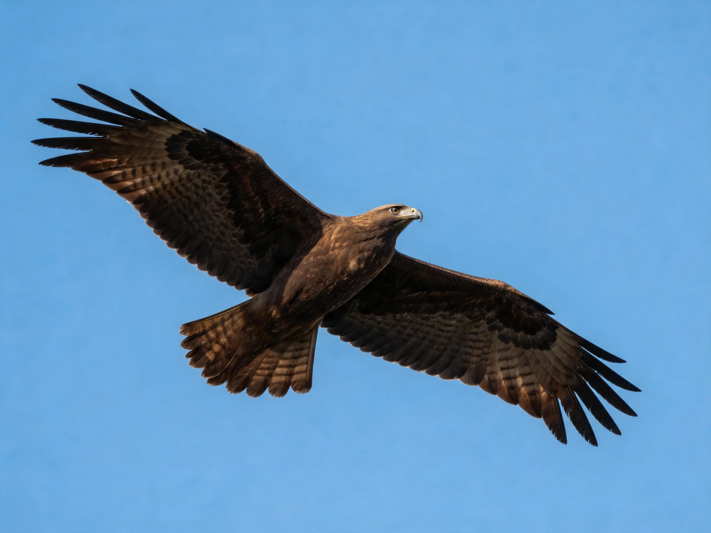 A brown raptor soars with outstretched wings against clear blue sky