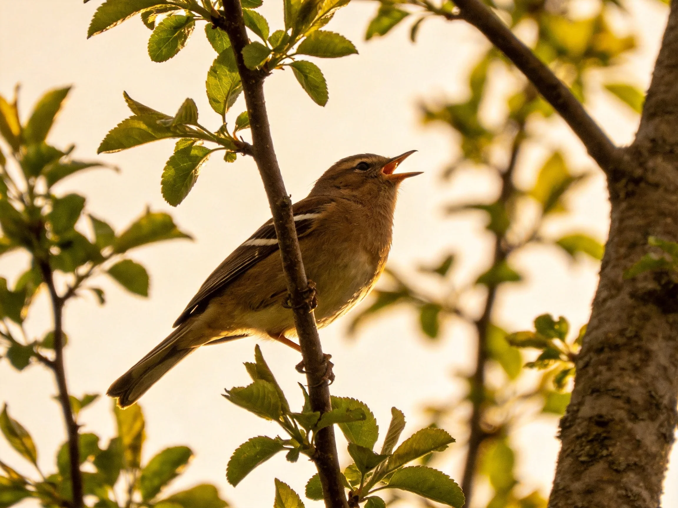 A brown songbird perched on a leaf-filled tree branch