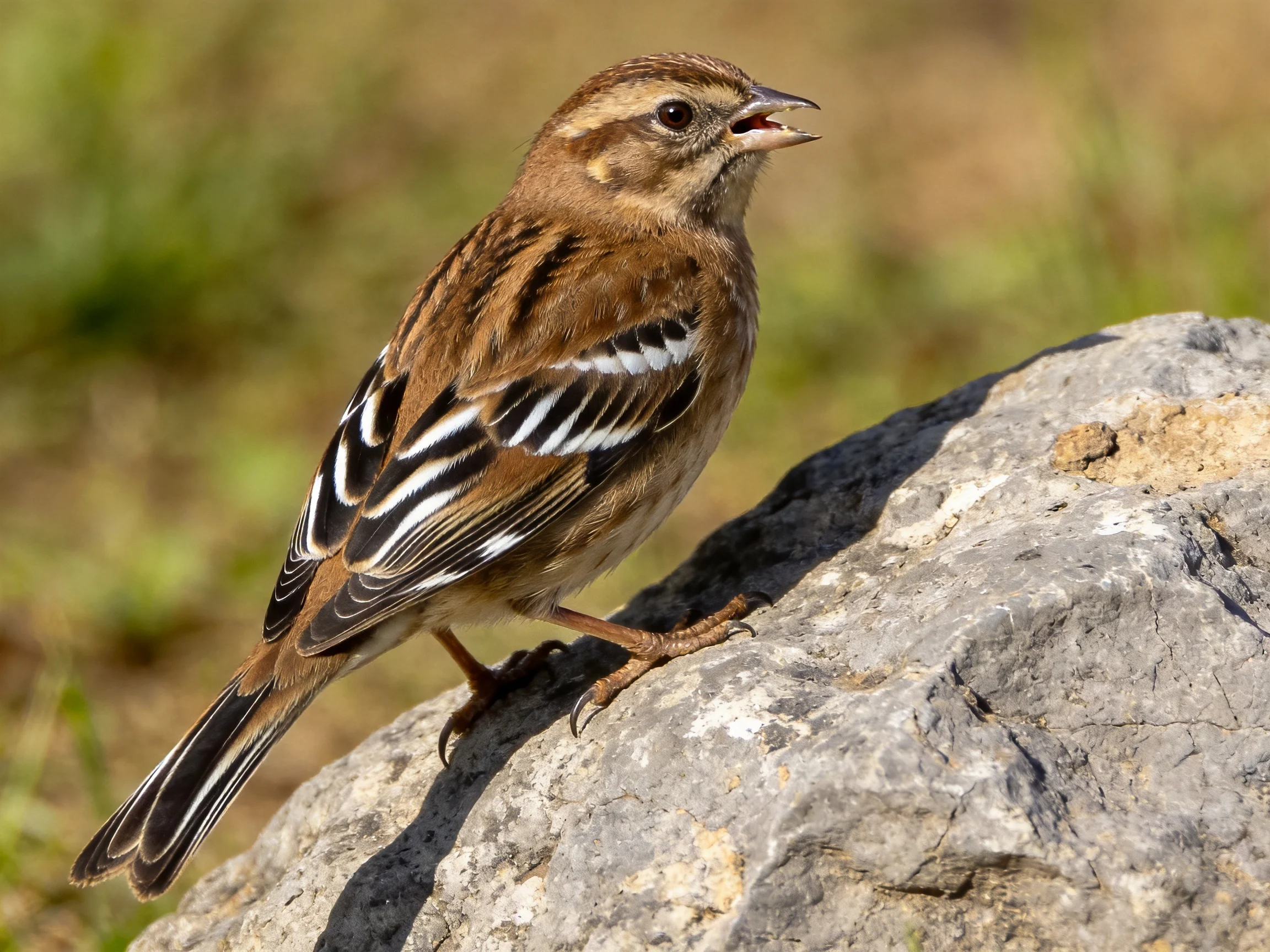 A brown songbird with black-and-white wing markings perched on a large rock