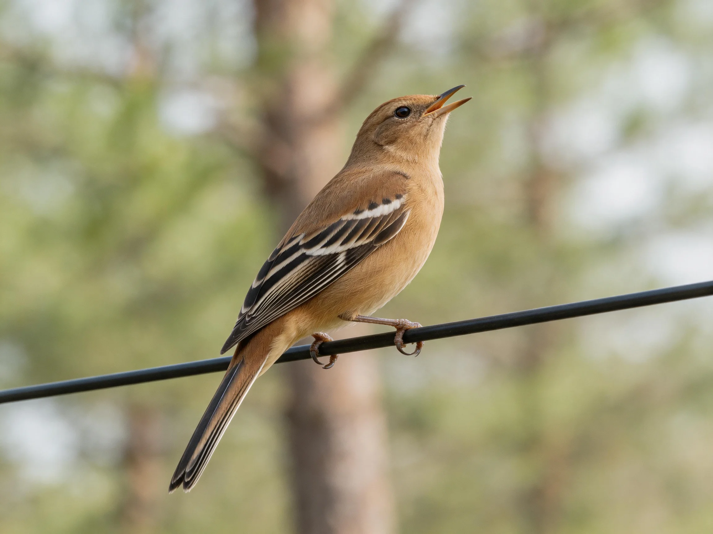 A brown songbird with black-and-white wing markings perches on a dark wire