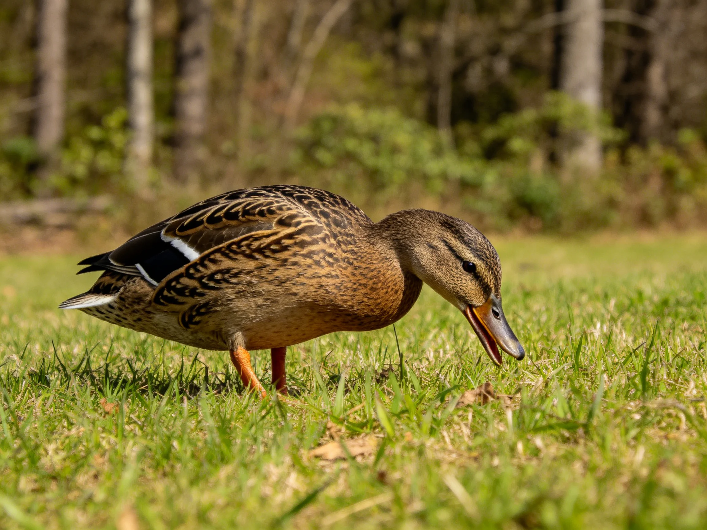A brown-speckled duck foraging on green grass near wooded area
