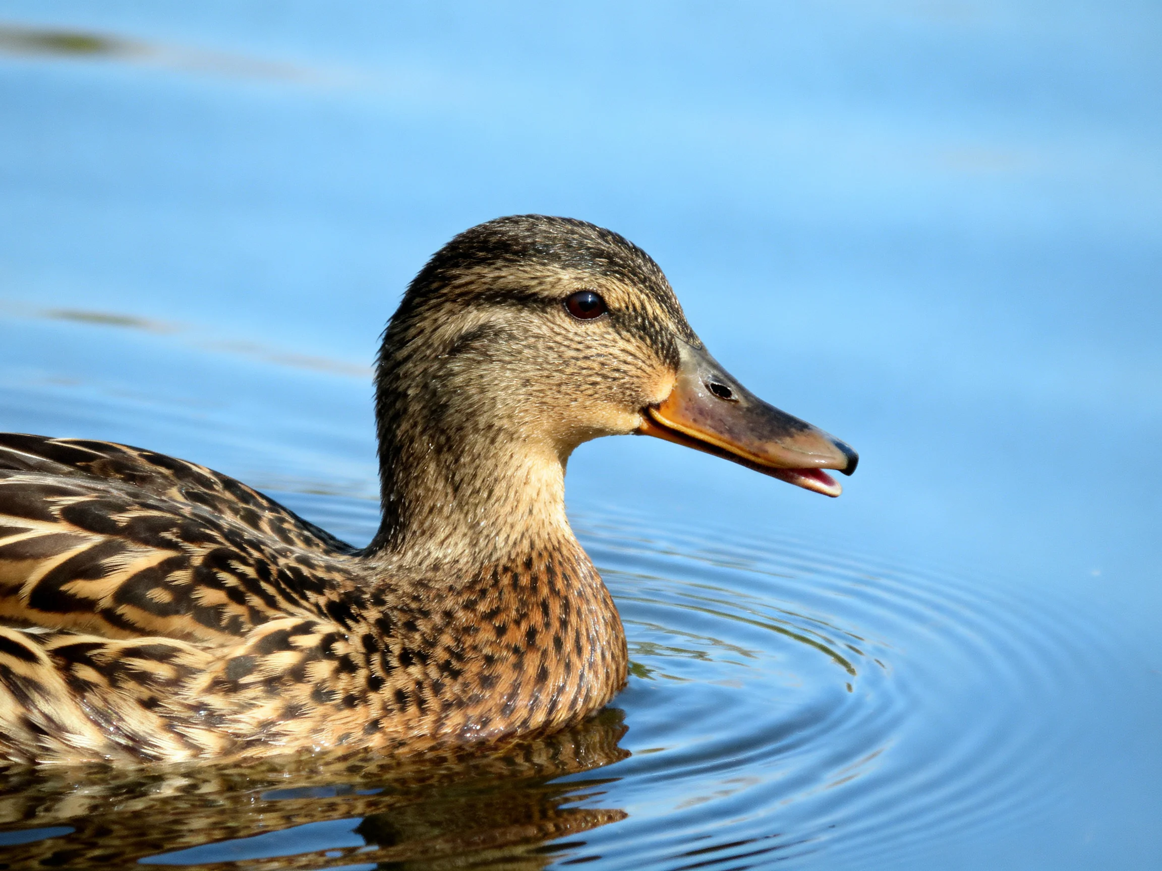 A brown-speckled duck glides on serene blue water