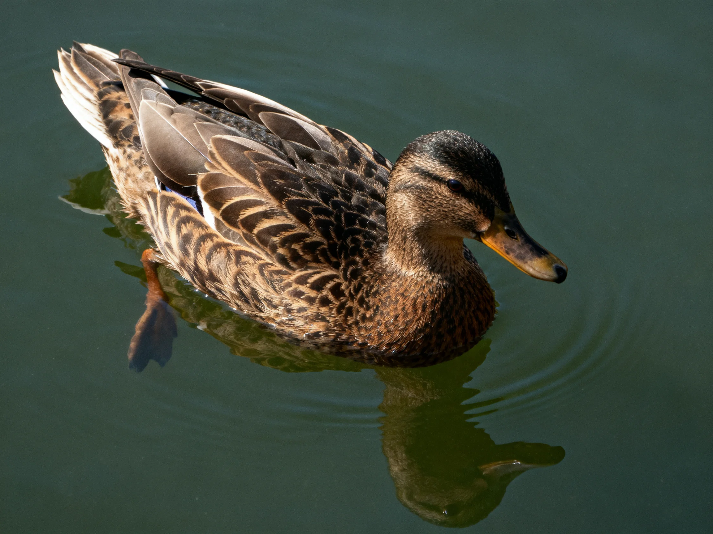 A brown-speckled duck gliding on calm green water