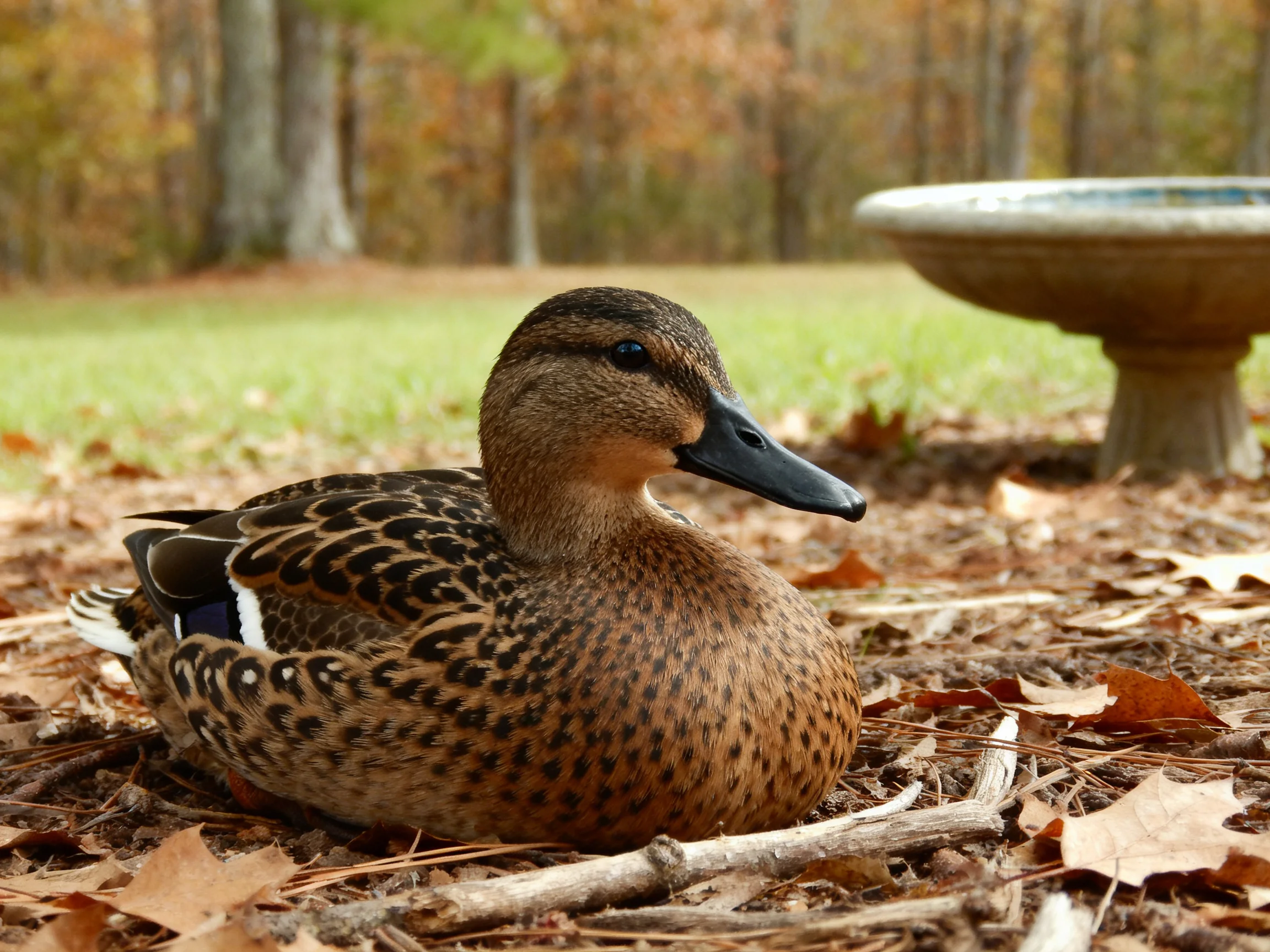 A brown-speckled duck rests among autumn leaves near a stone birdbath