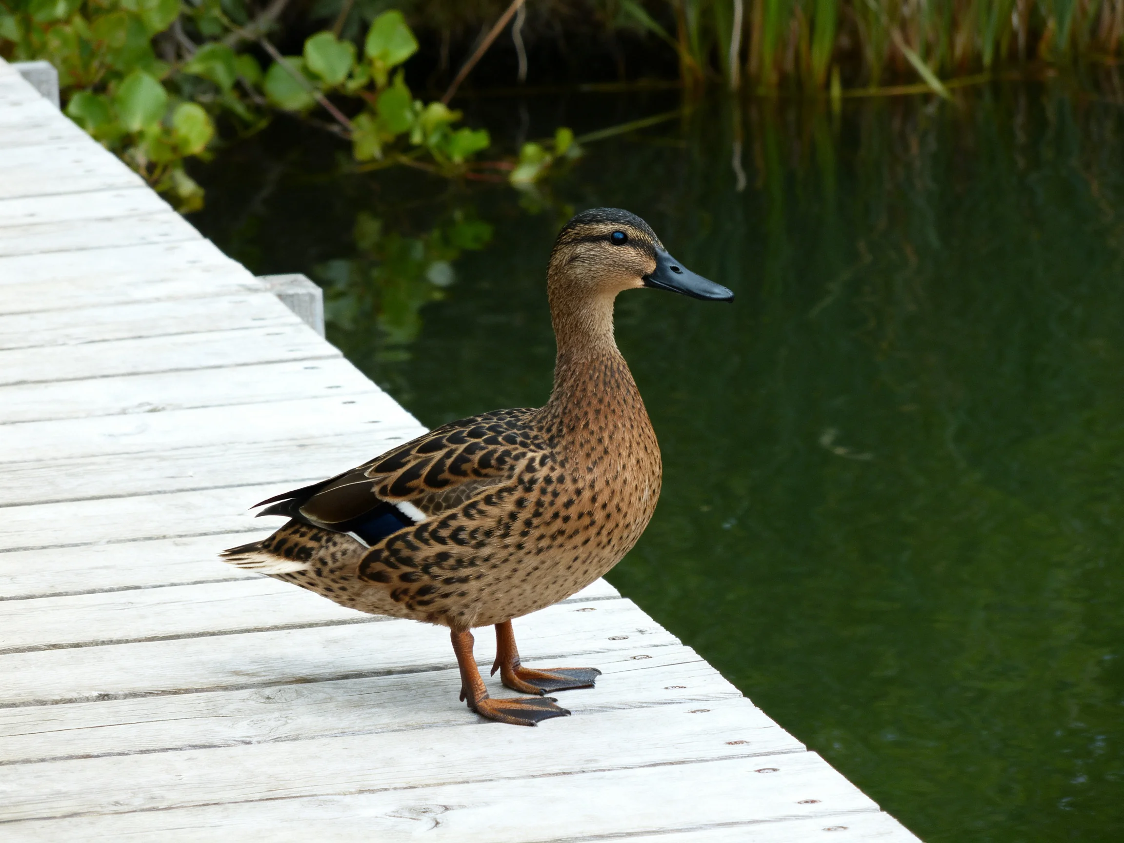 A brown-speckled duck stands on a white wooden dock beside calm green water