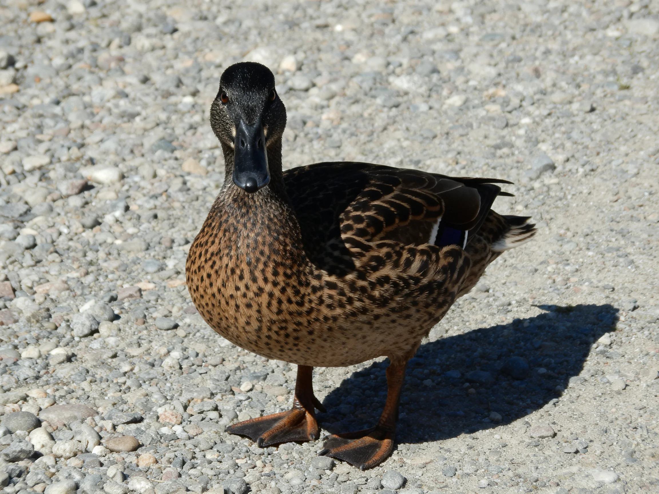 A brown-speckled duck stands on gray gravel near its shadow