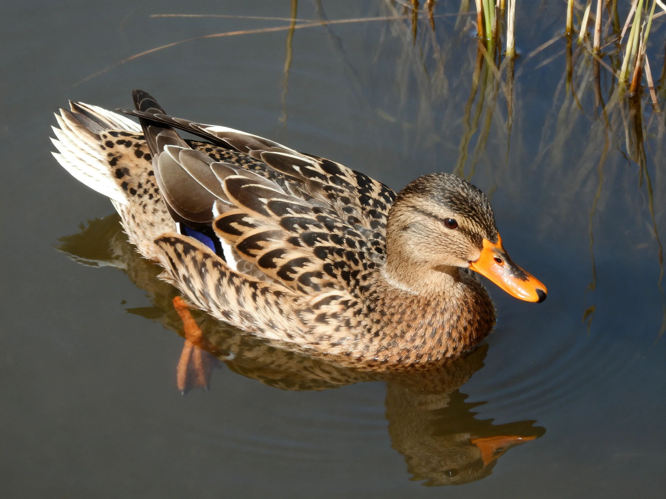 A brown-speckled duck swims near tall reeds in calm water