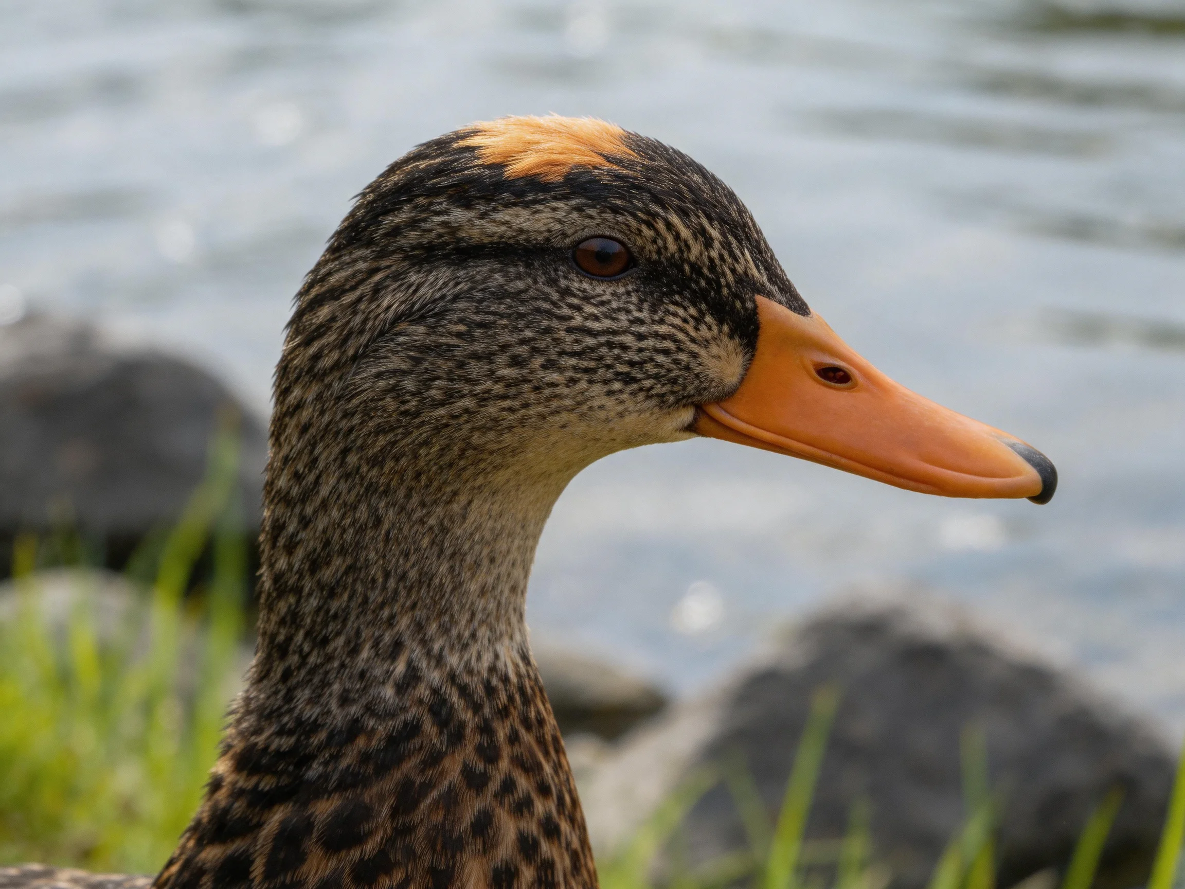 A brown-speckled duck with an orange beak by calm water