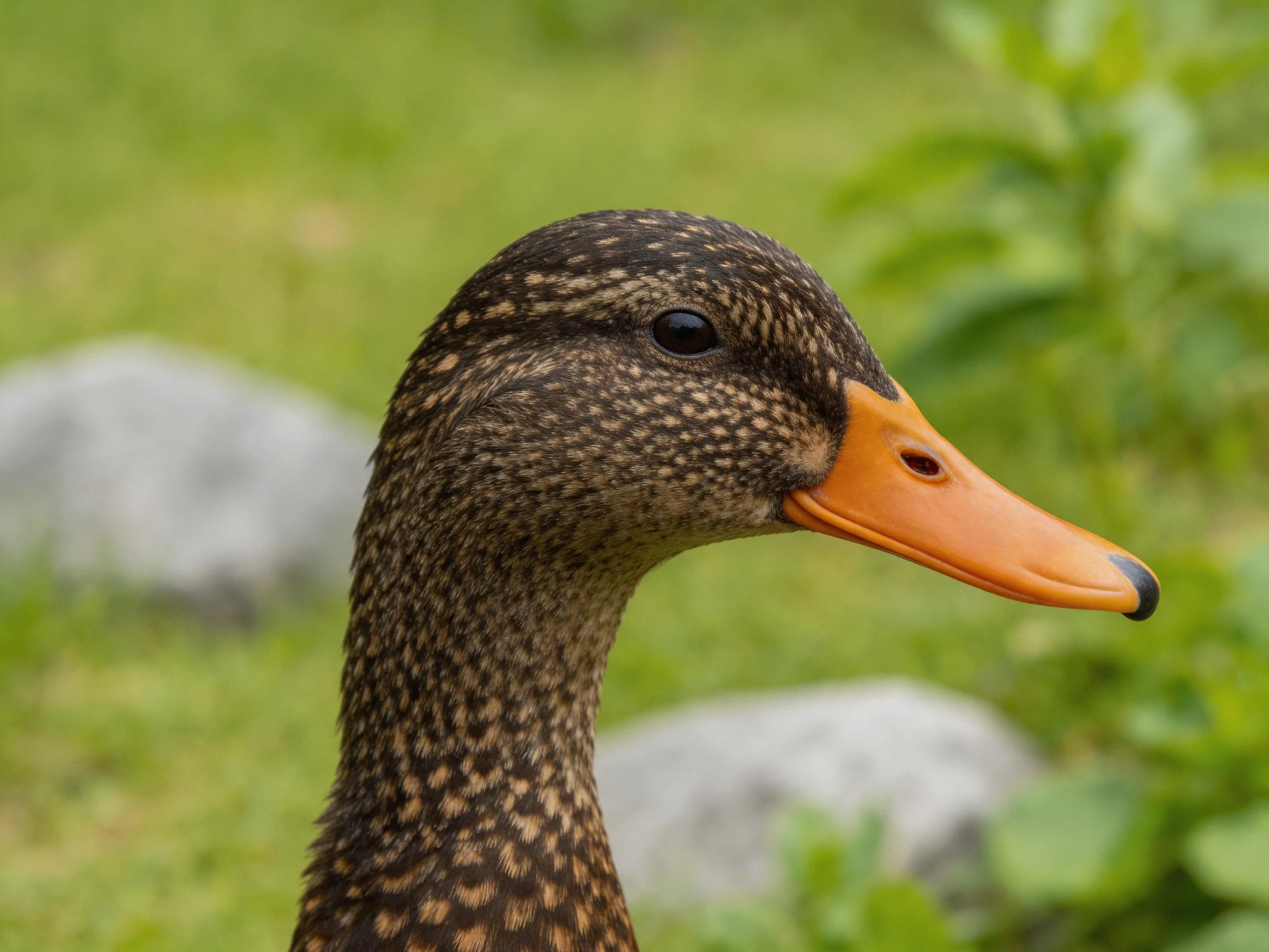 A brown-speckled duck with an orange beak in a green setting