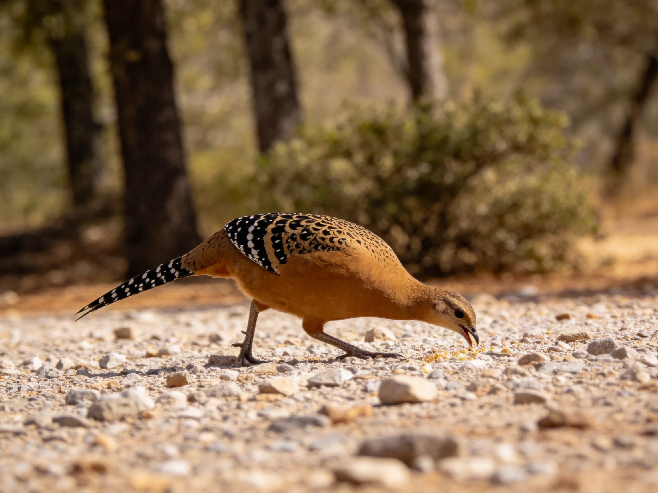 A brown-spotted bird forages on rocky terrain near trees