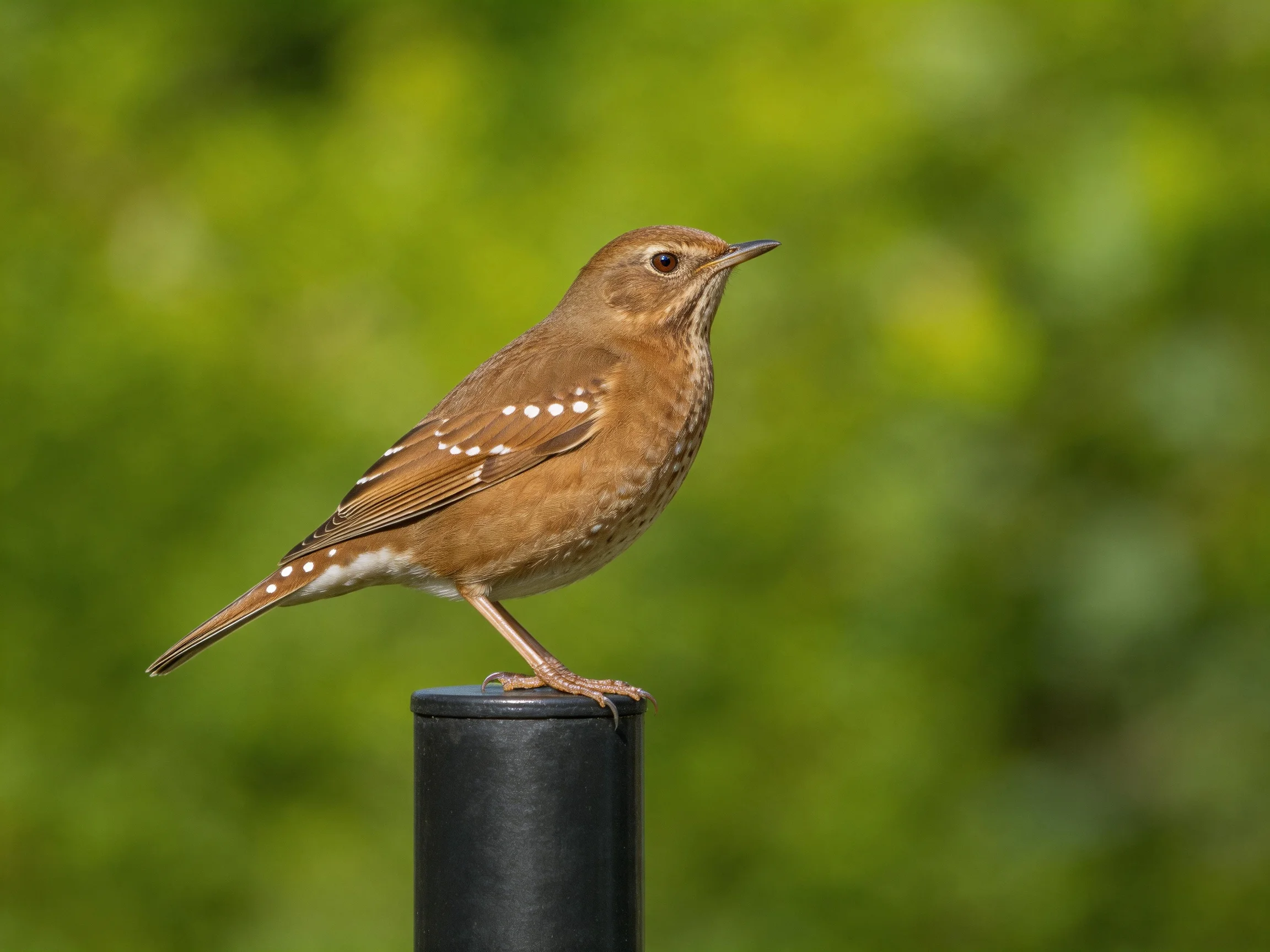 A brown-spotted bird perches on a black post with green foliage