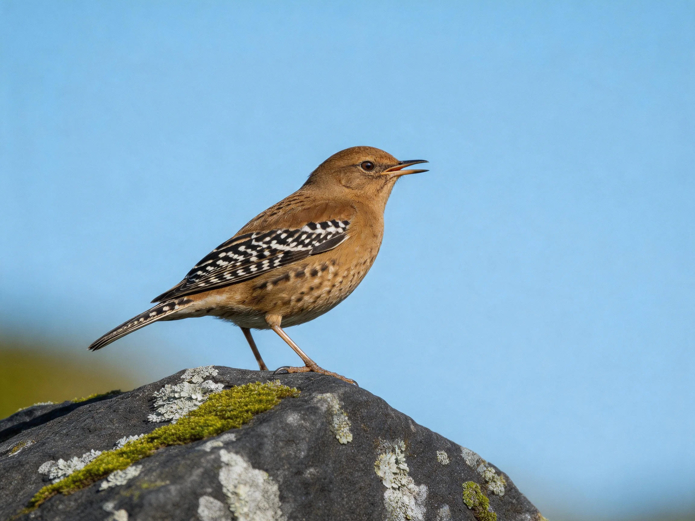 A brown-spotted bird perches on a mossy, lichen-covered rock under clear blue sky