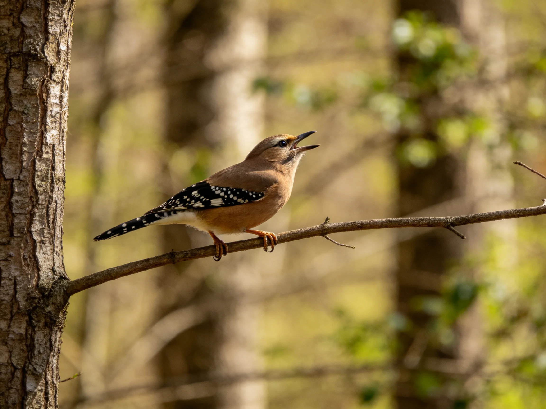 A brown-spotted bird perches on a thin branch in a sunlit forest