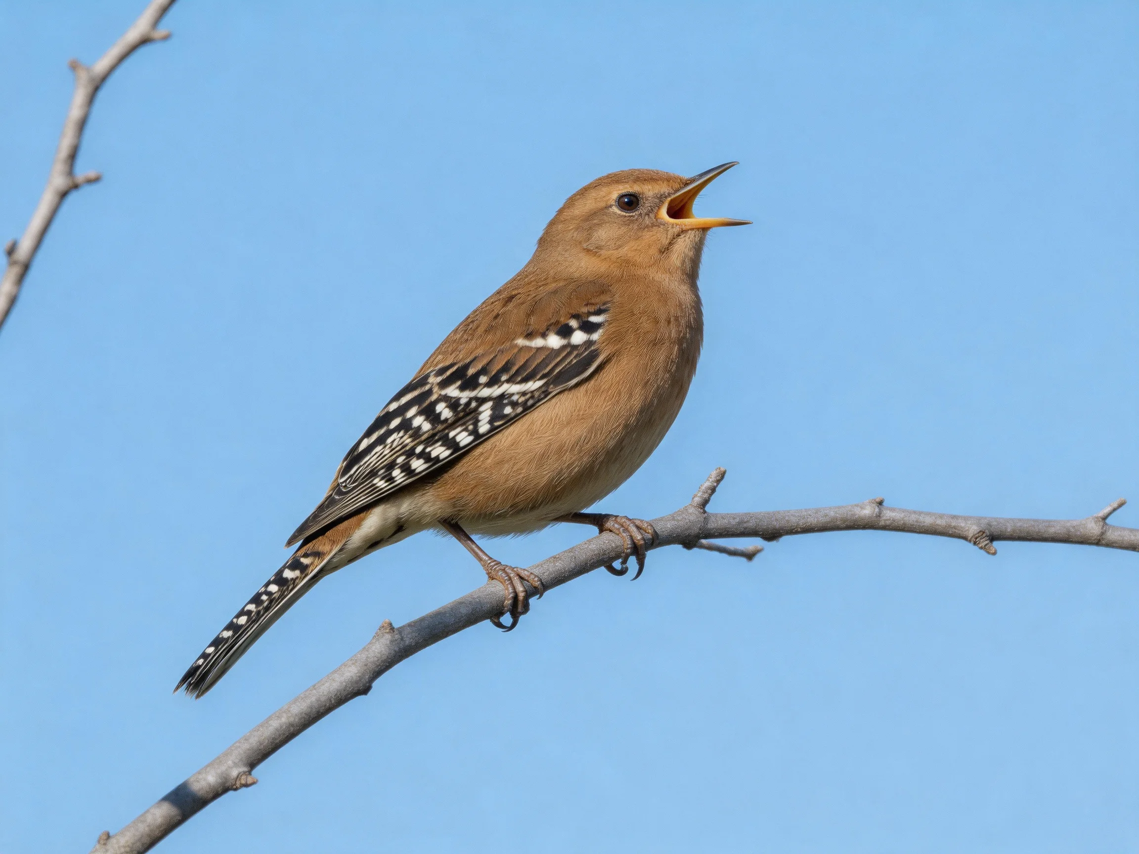 A brown-spotted bird sings from a bare tree branch