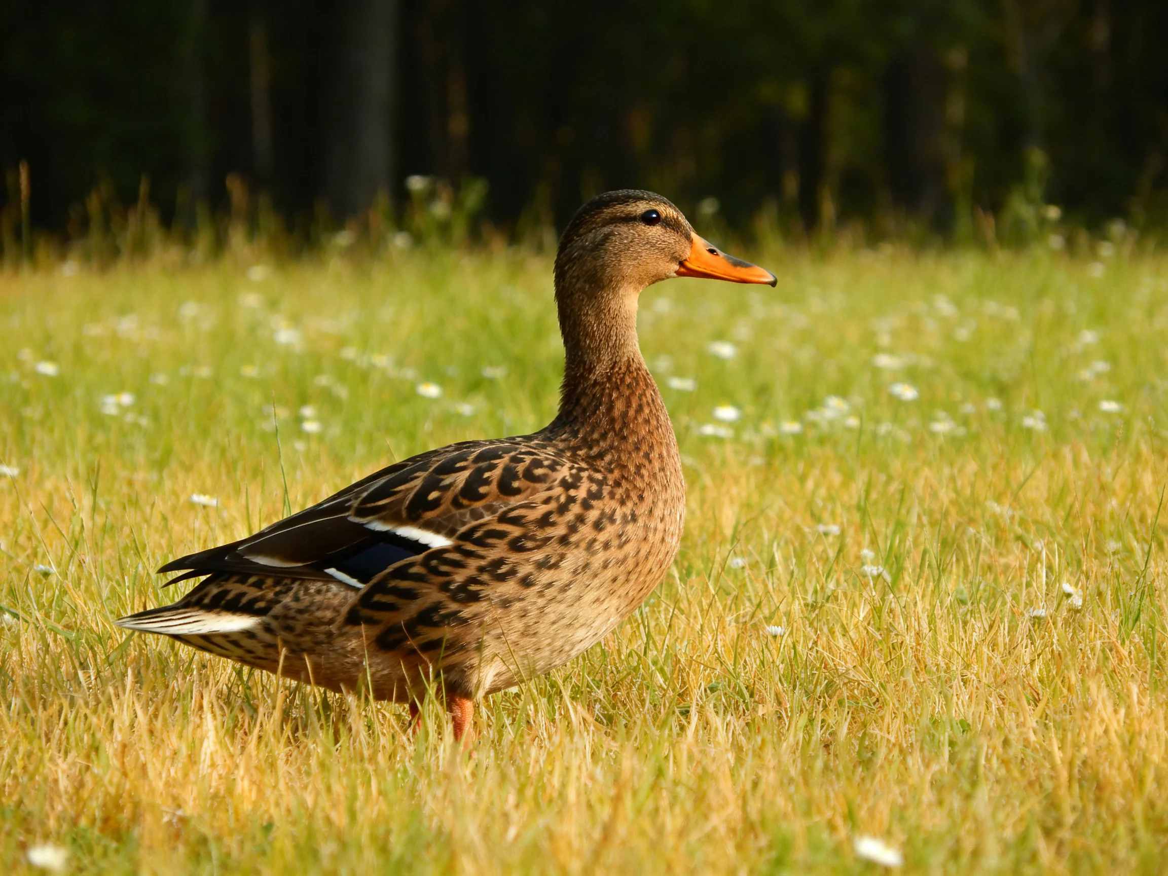 A brown-spotted duck in a sunlit grassy field