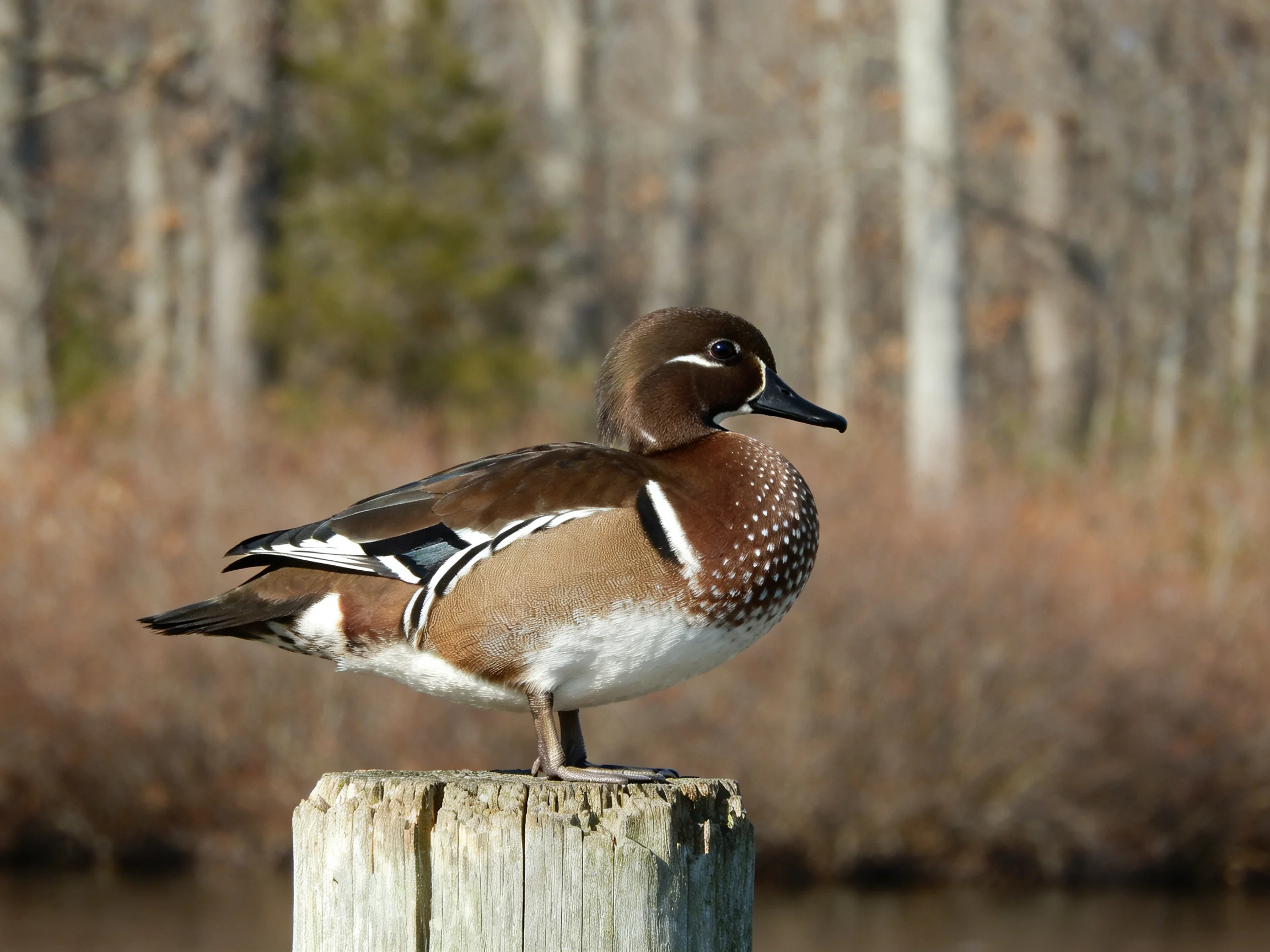 A brown-spotted duck perches on a wooden post by a wooded shoreline