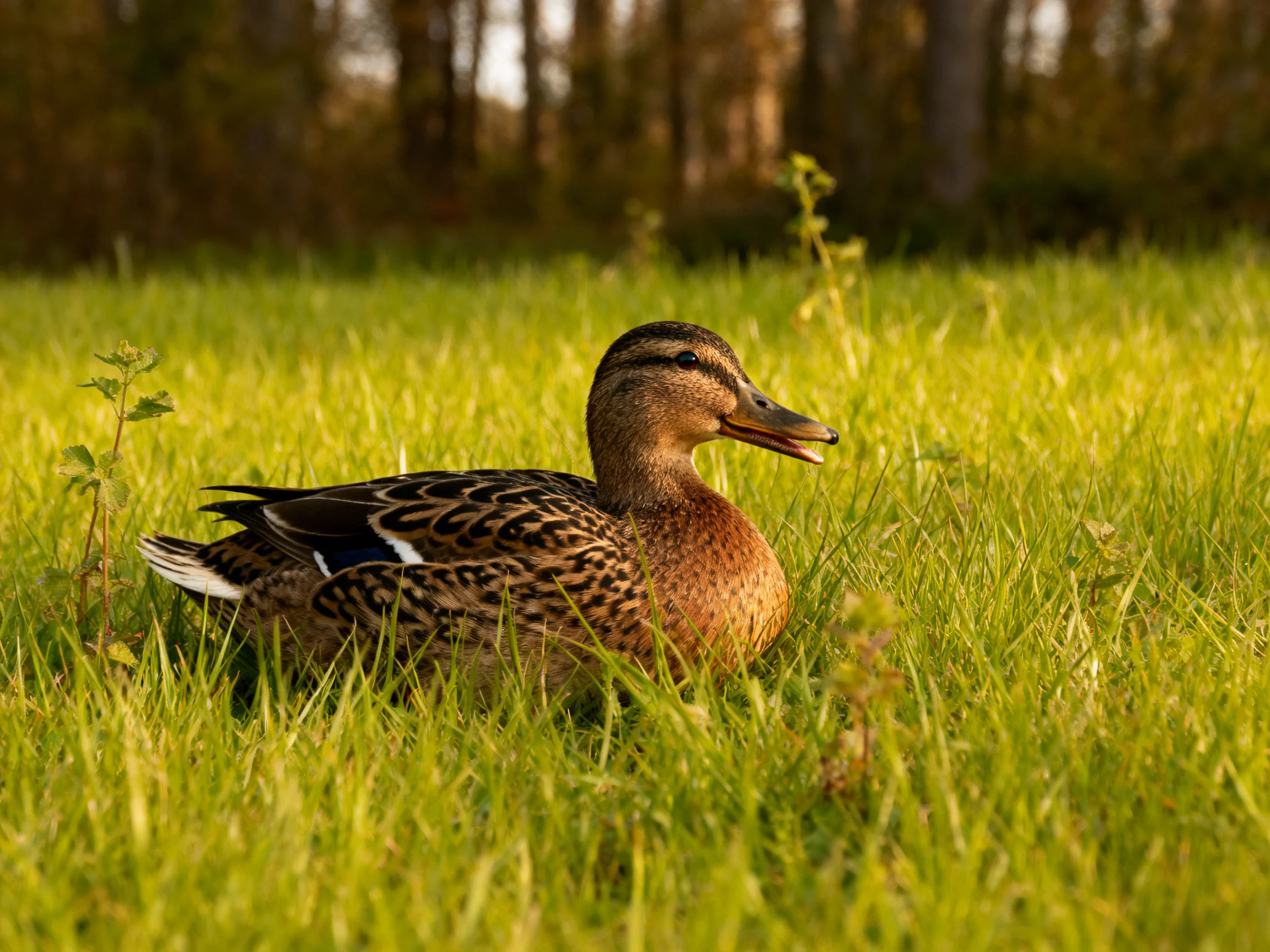 A duck with brown and black plumage sits among tall green grass.