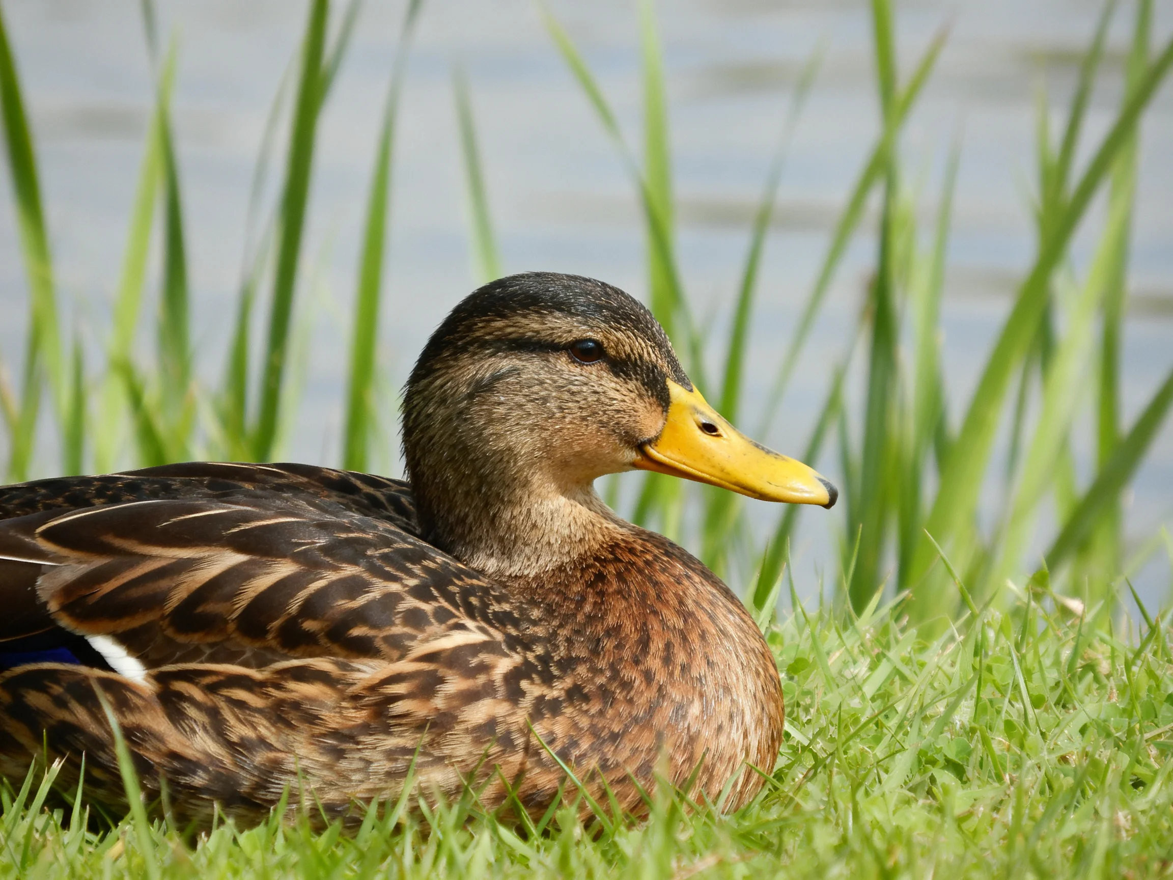 A brown-spotted duck rests near tall green reeds by water.