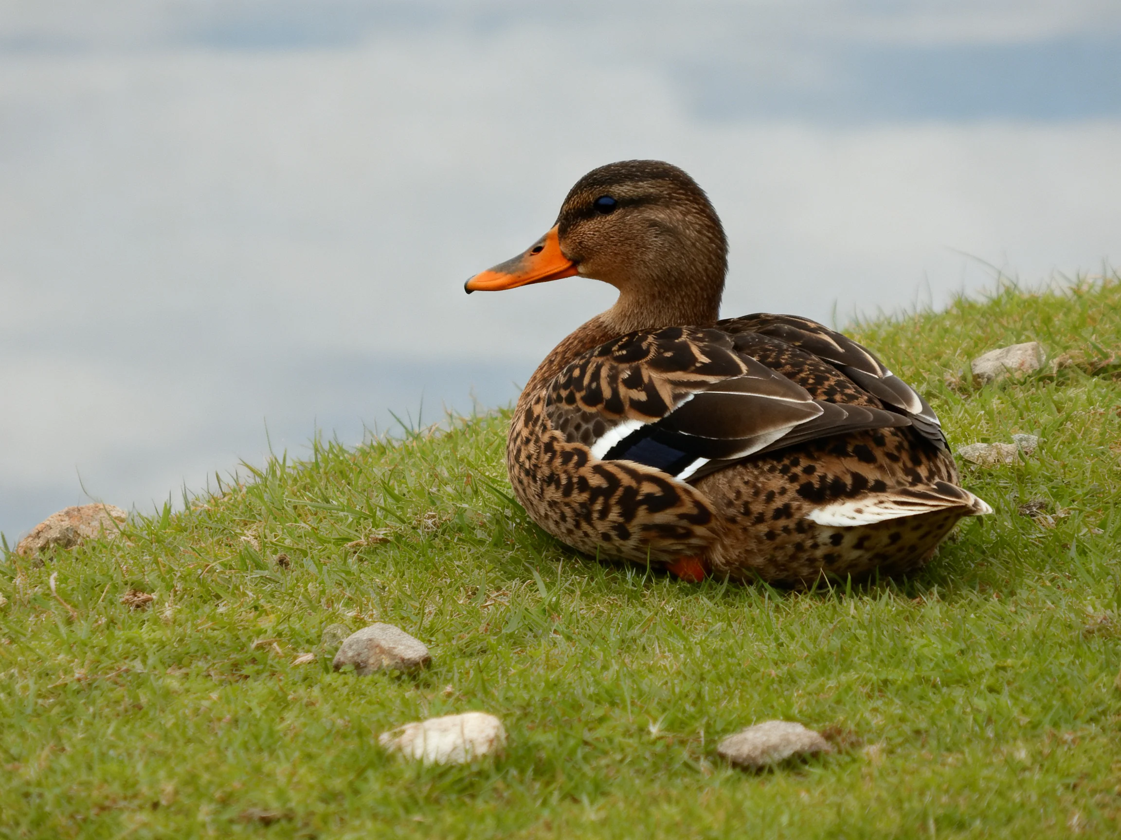 A brown-spotted duck rests on lush green grass by calm waters
