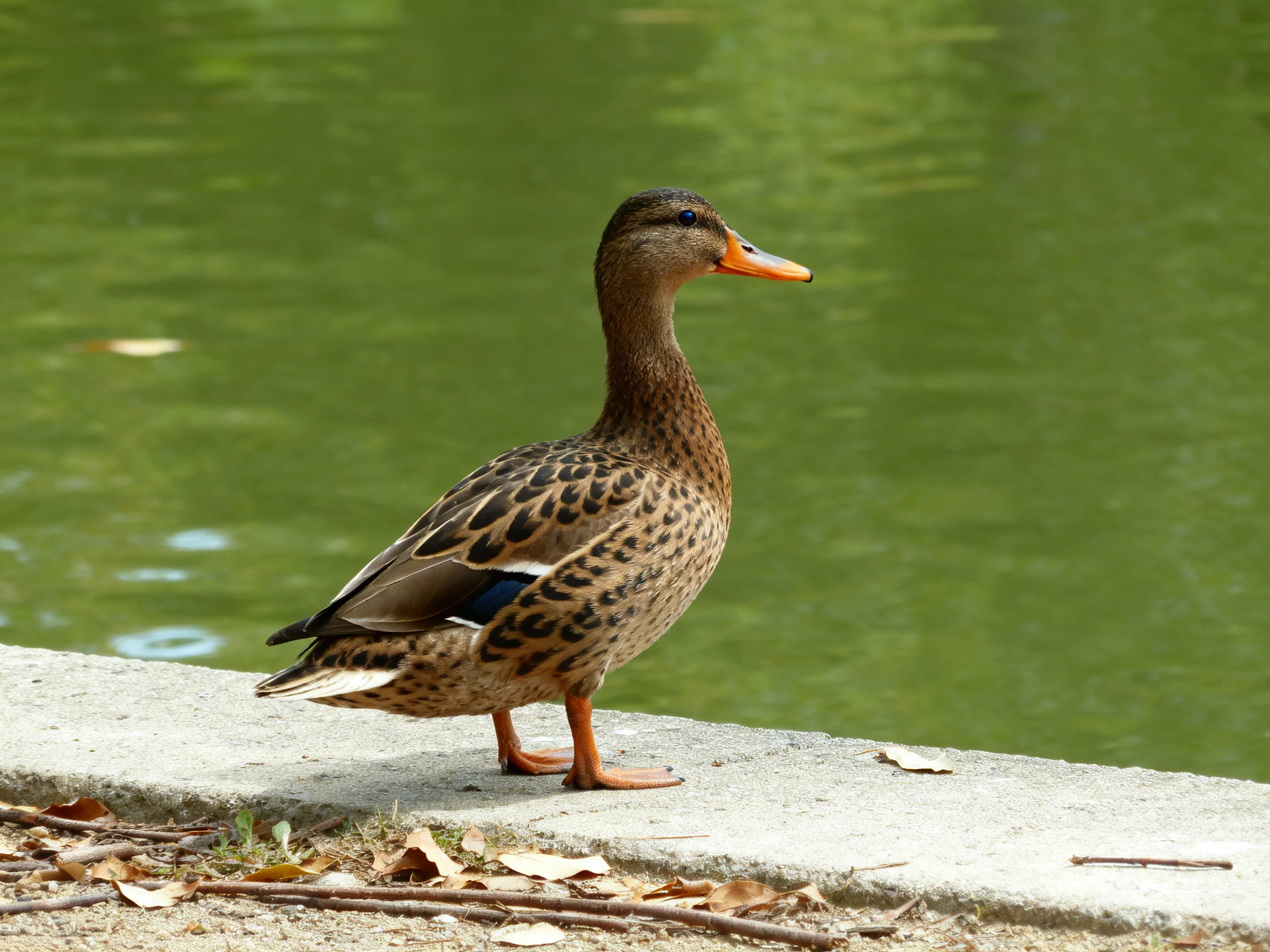 A duck with brown spots stands by calm green water.