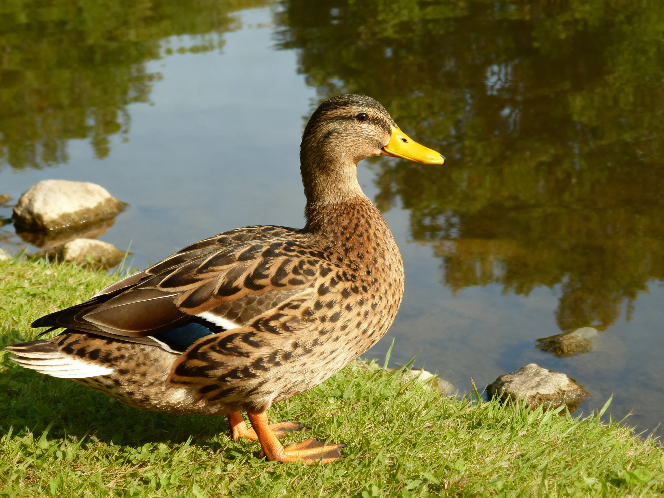 A brown-spotted duck stands by calm water near rocks.