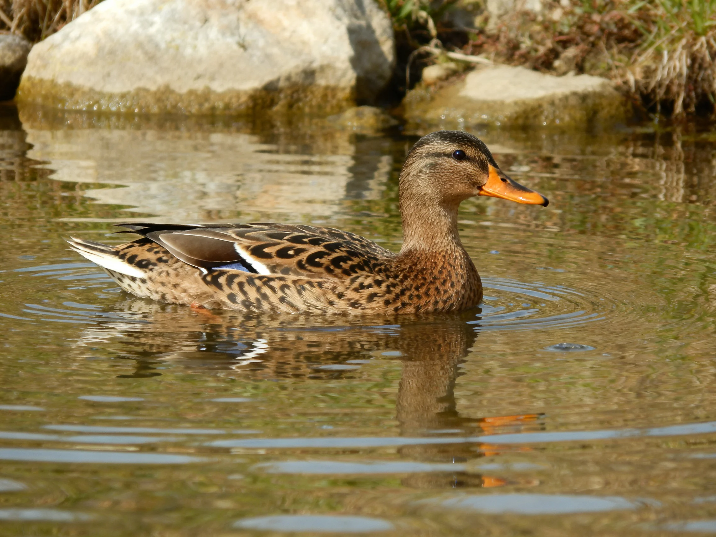 A brown-spotted duck swims in calm, reflective water near rocks