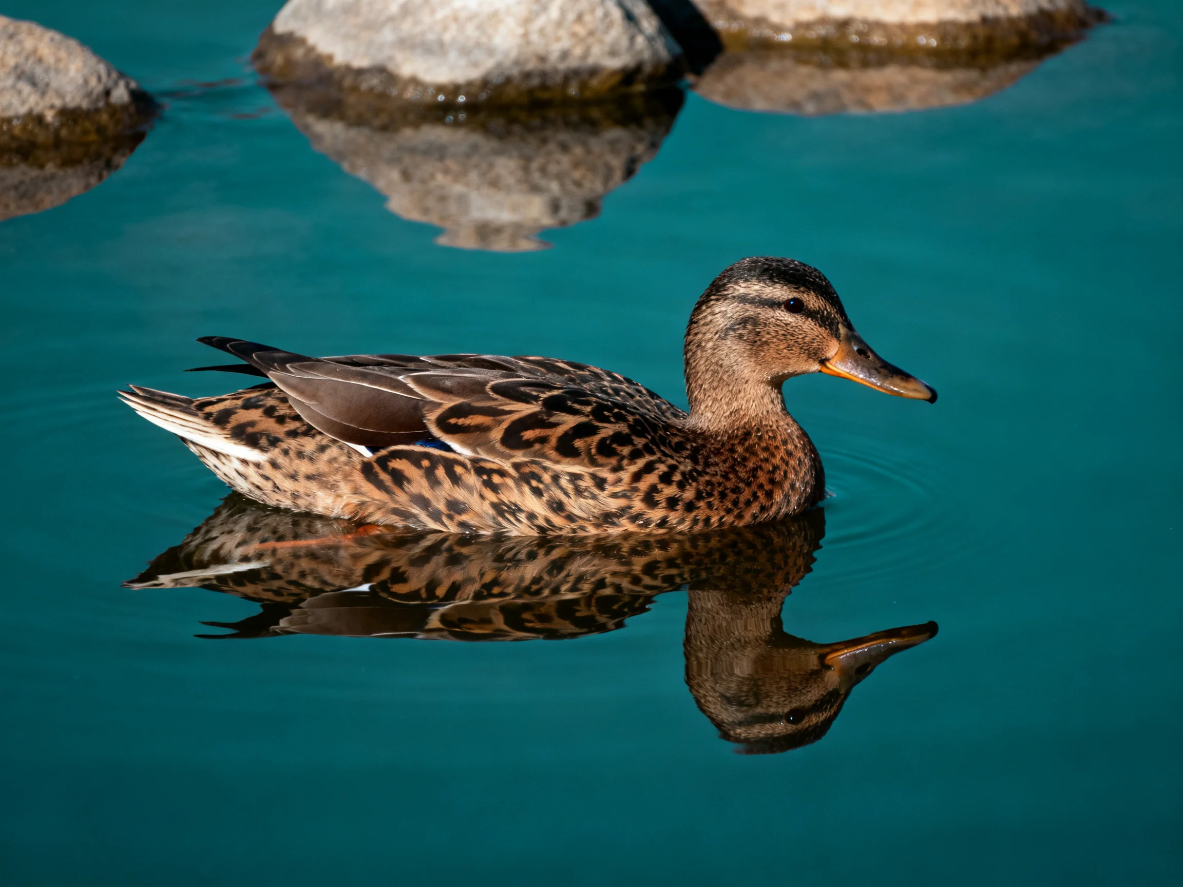 A brown-spotted duck swims in calm turquoise water near gray rocks