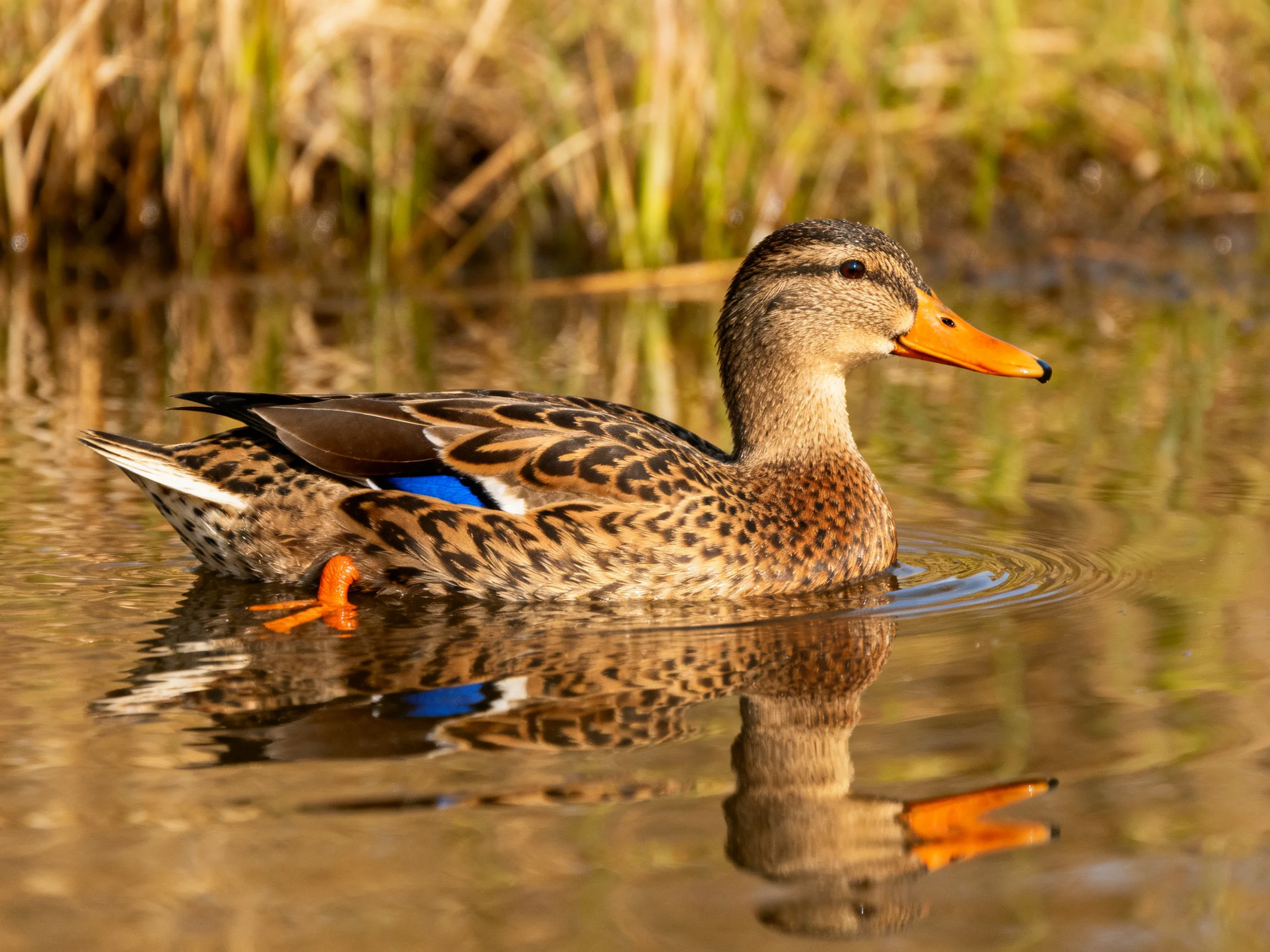 A brown-spotted duck swims in calm water near tall green reeds