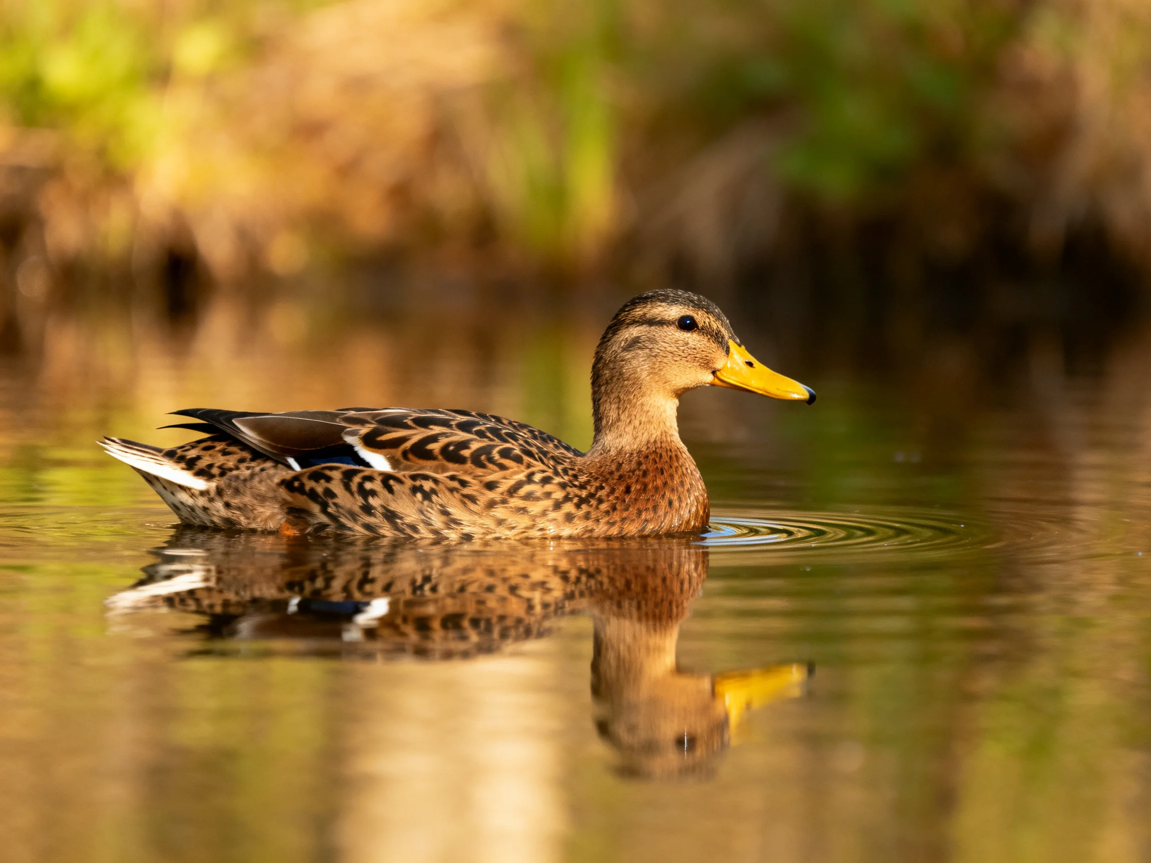 A brown-spotted duck swims in calm water with golden lighting