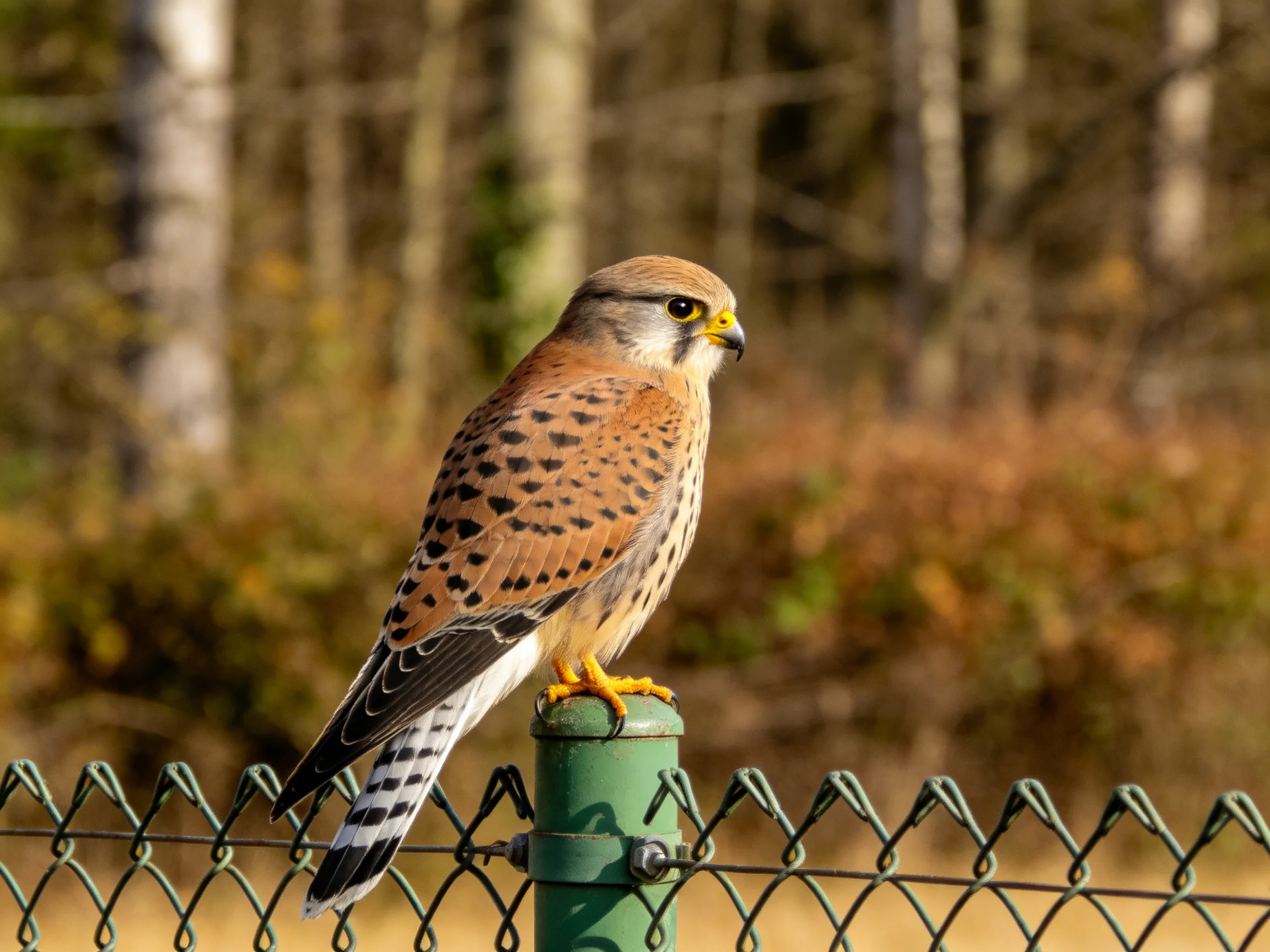 A brown-spotted falcon perches on a green fence post near autumn trees.