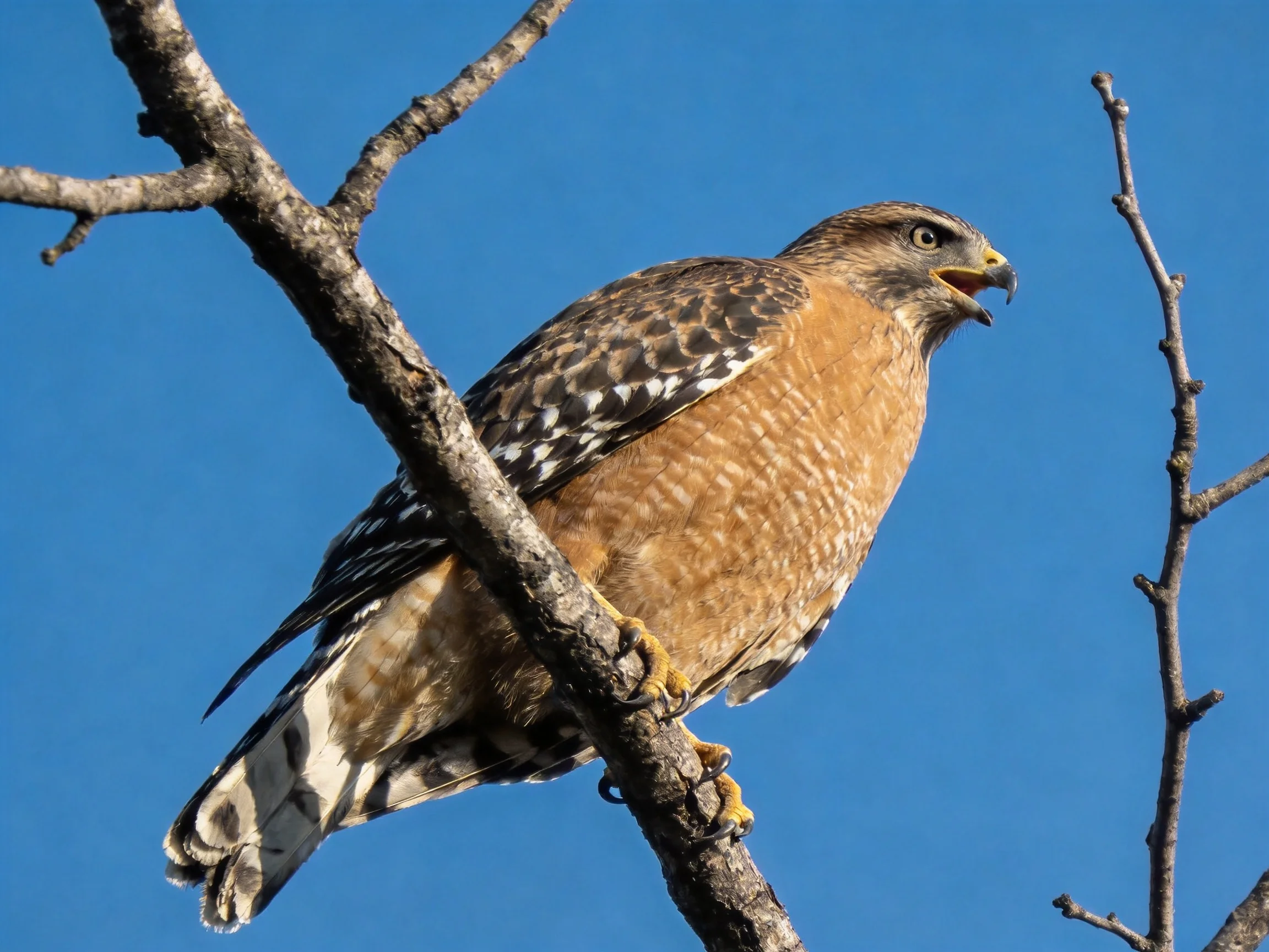 A brown - spotted hawk perched on a bare tree branch