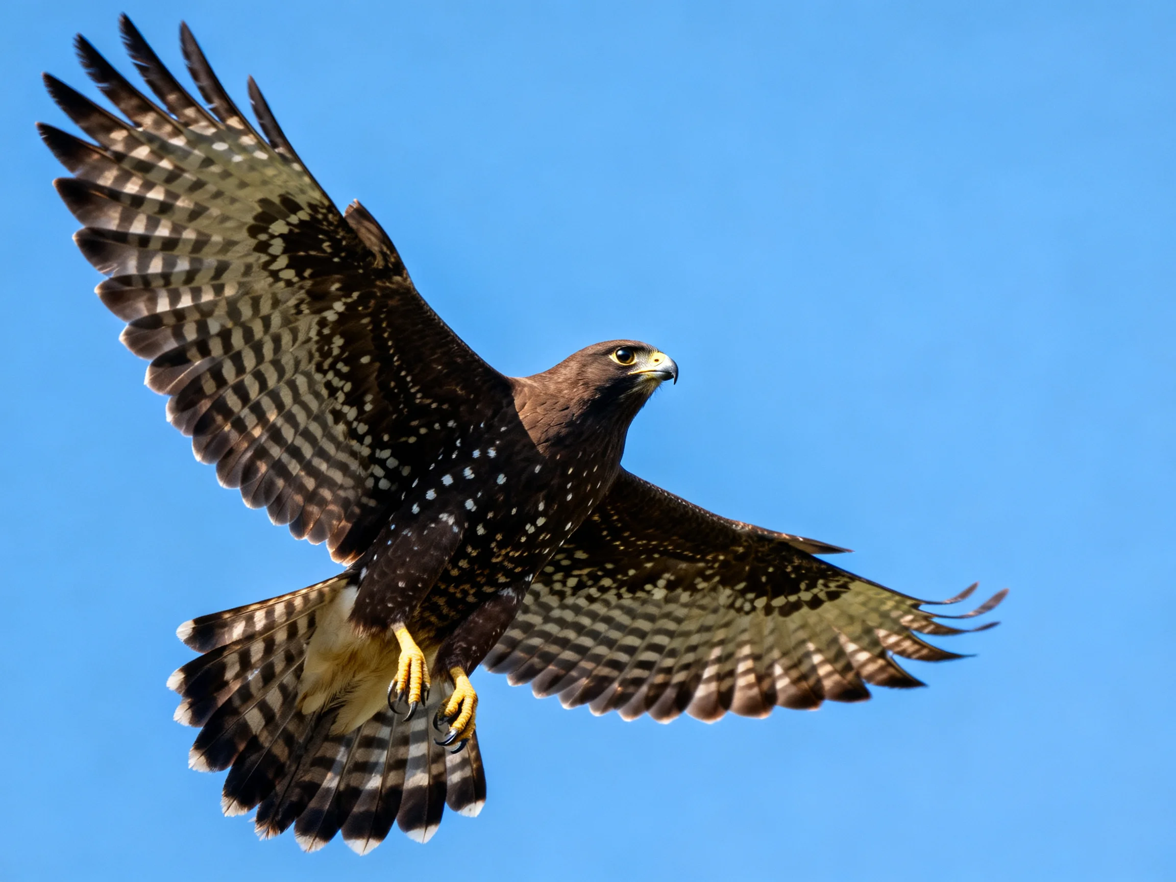A brown-spotted hawk soars with outstretched wings against bright blue sky