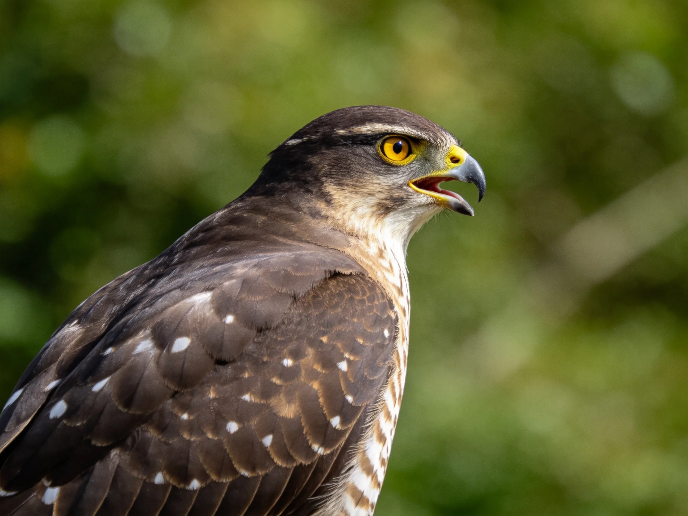A brown-spotted hawk with bright yellow eyes and sharp beak