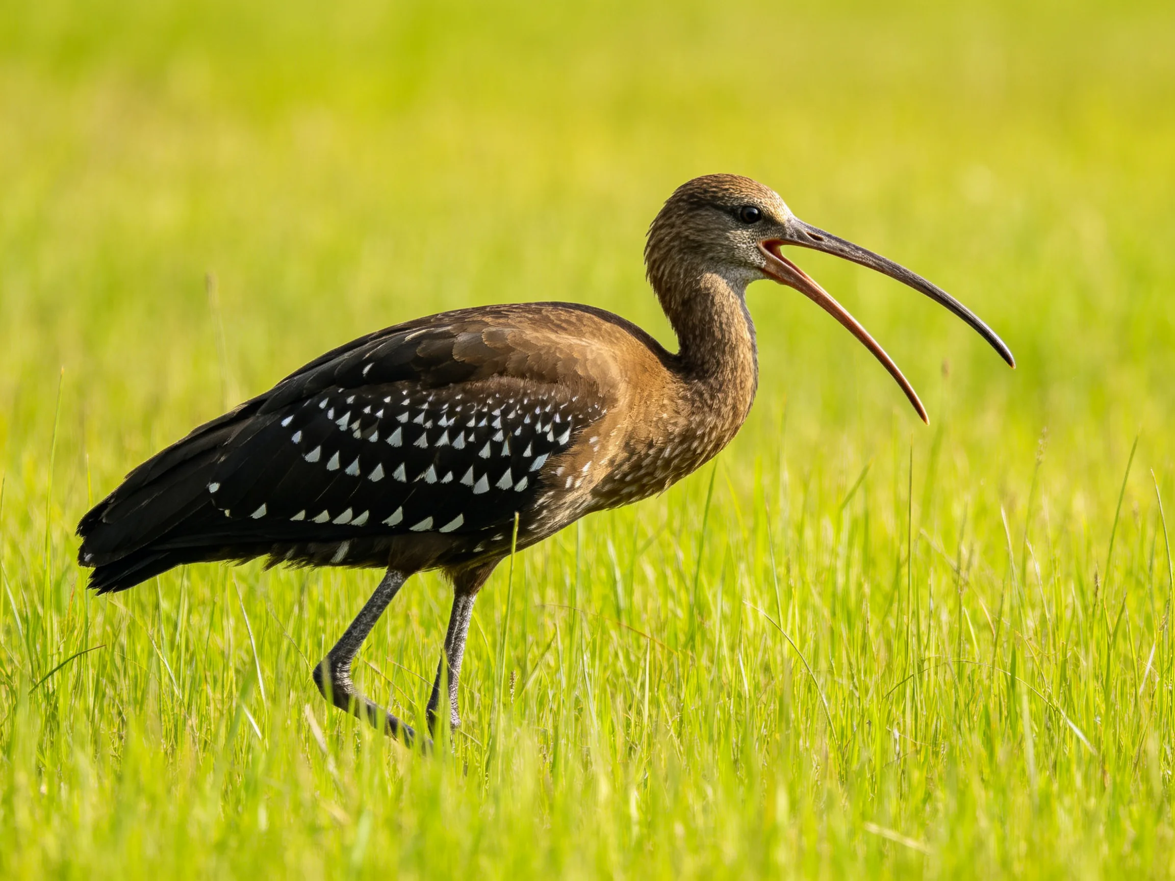 A brown - spotted ibis with long curved bill in green grass