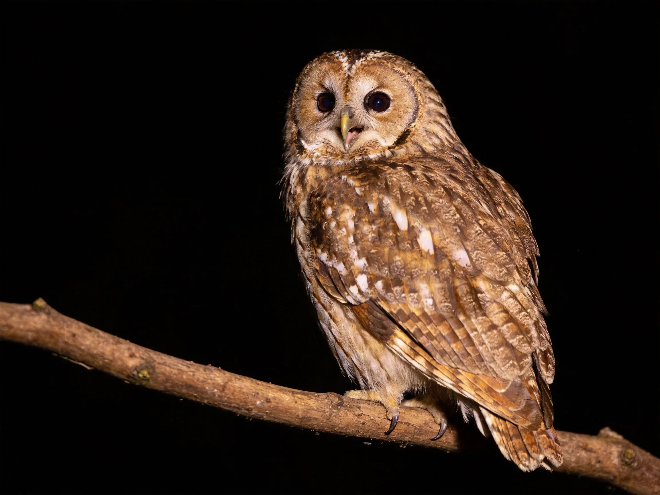 A brown-spotted owl perched on a dark wooden branch