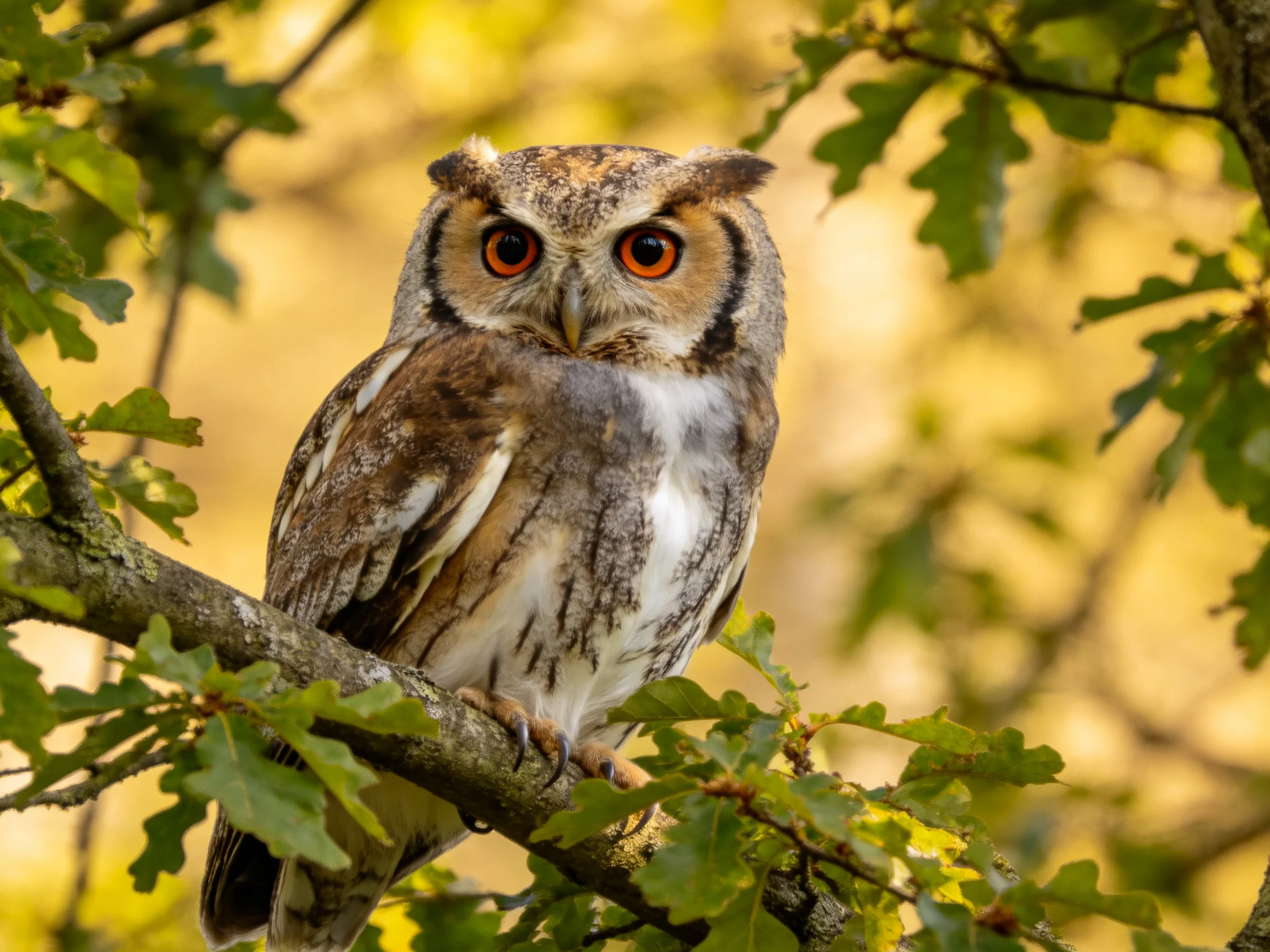A brown-spotted owl perched on a leafy tree branch