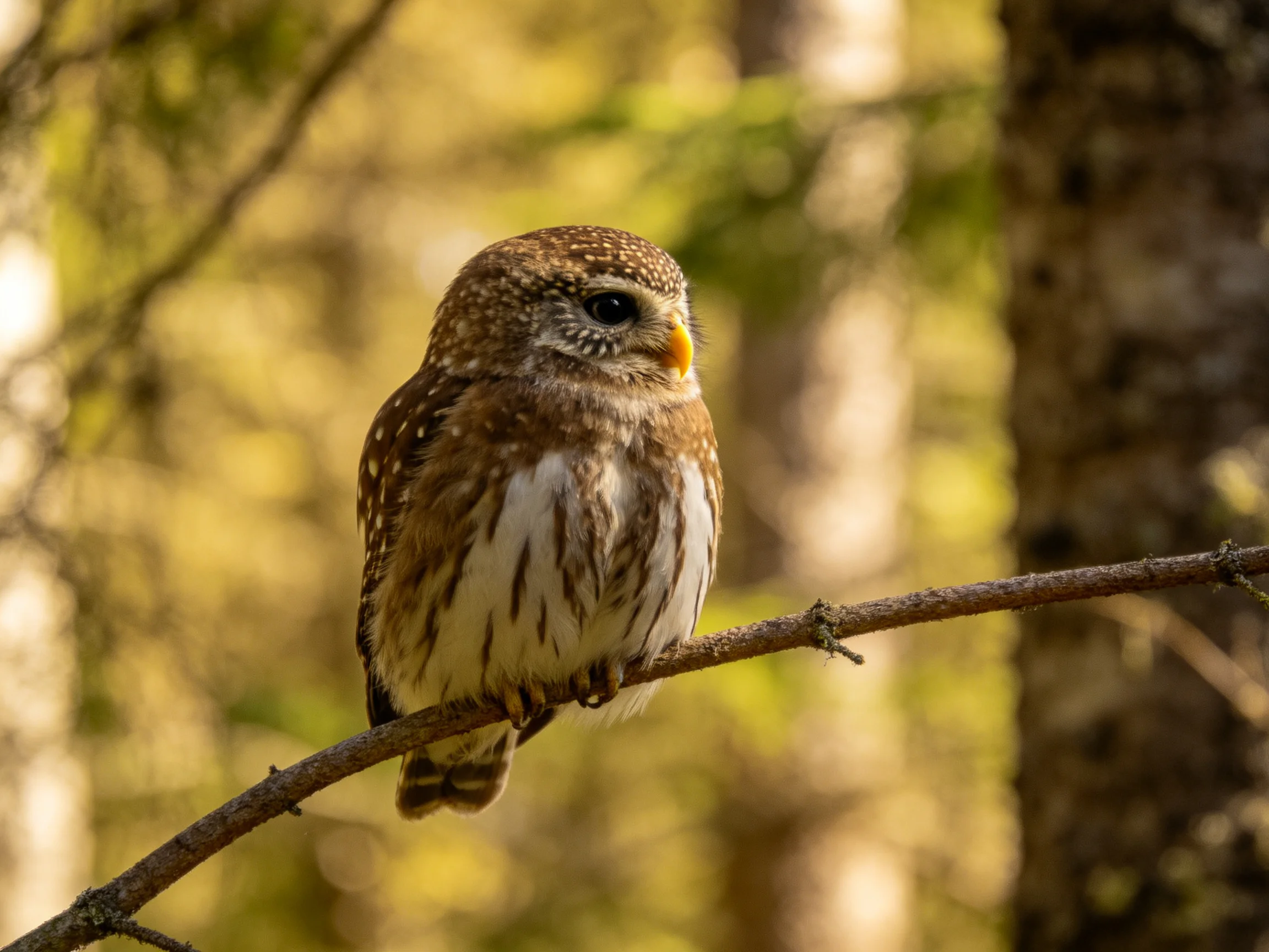 A brown-spotted owl perches on a thin tree branch