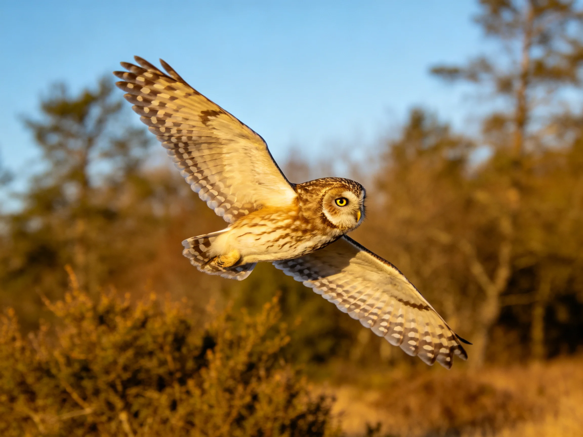 A brown-spotted owlglides through golden evening light