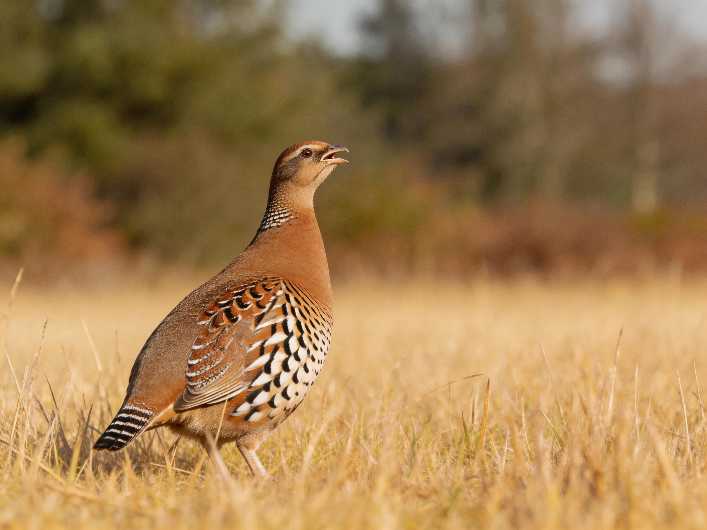 A brown-spotted partridge stands in golden grassland
