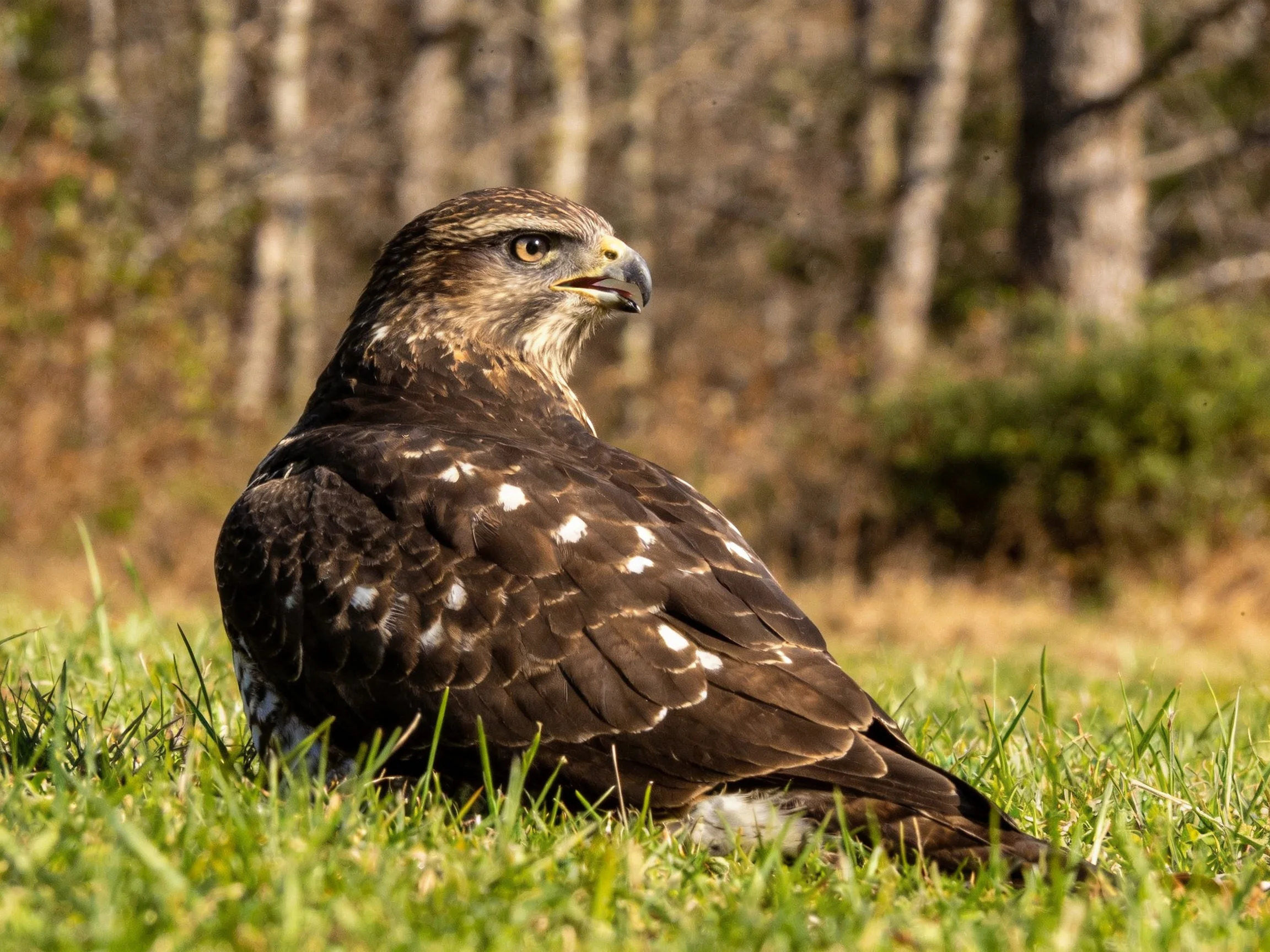 A brown-spotted raptor rests on lush green grass near a wooded area