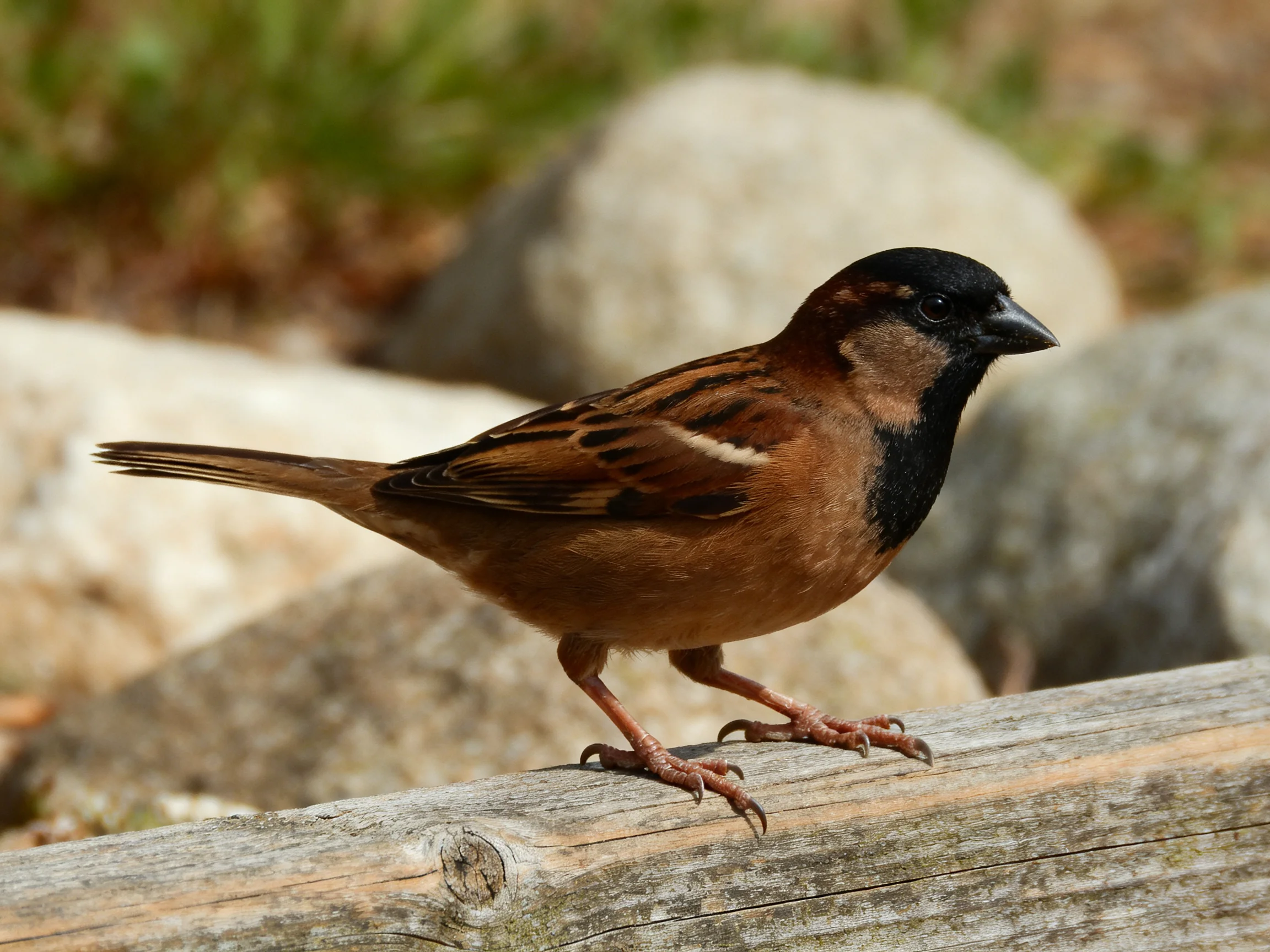 A brown-spotted sparrow perches on a weathered wooden log amid large rocks