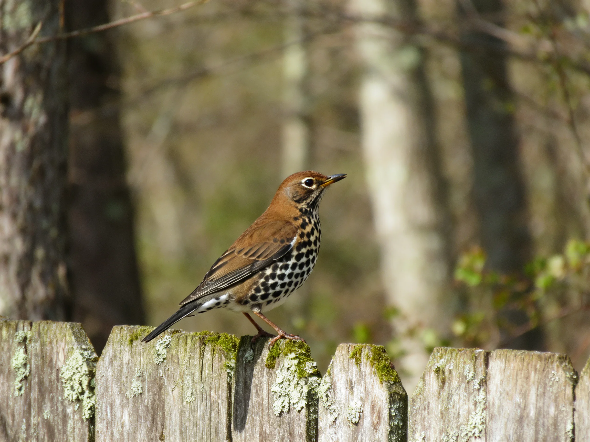 A brown-spotted thrush perches on a moss-covered wooden fence