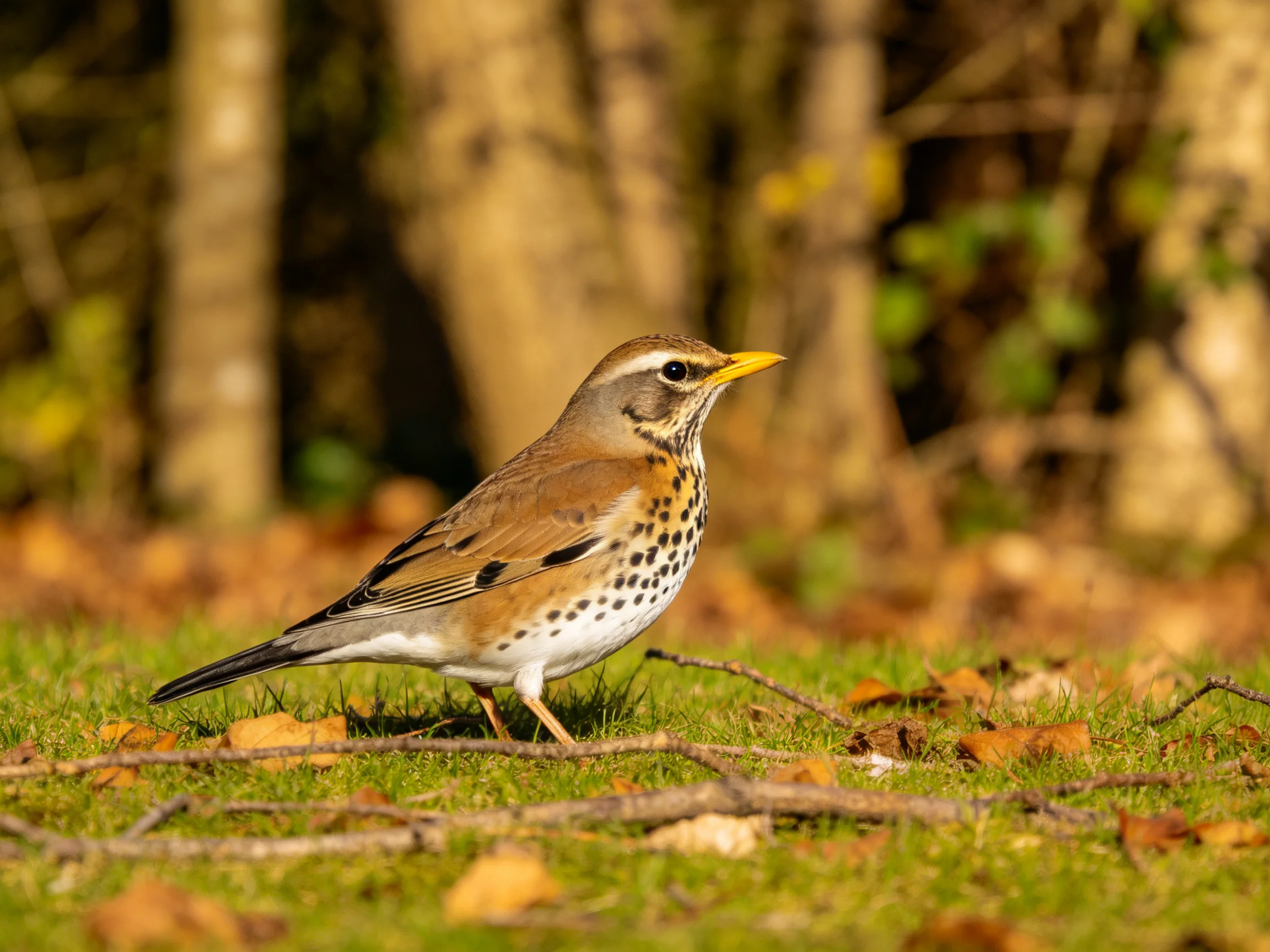 A brown-spotted thrush stands among fallen leaves in a forest clearing