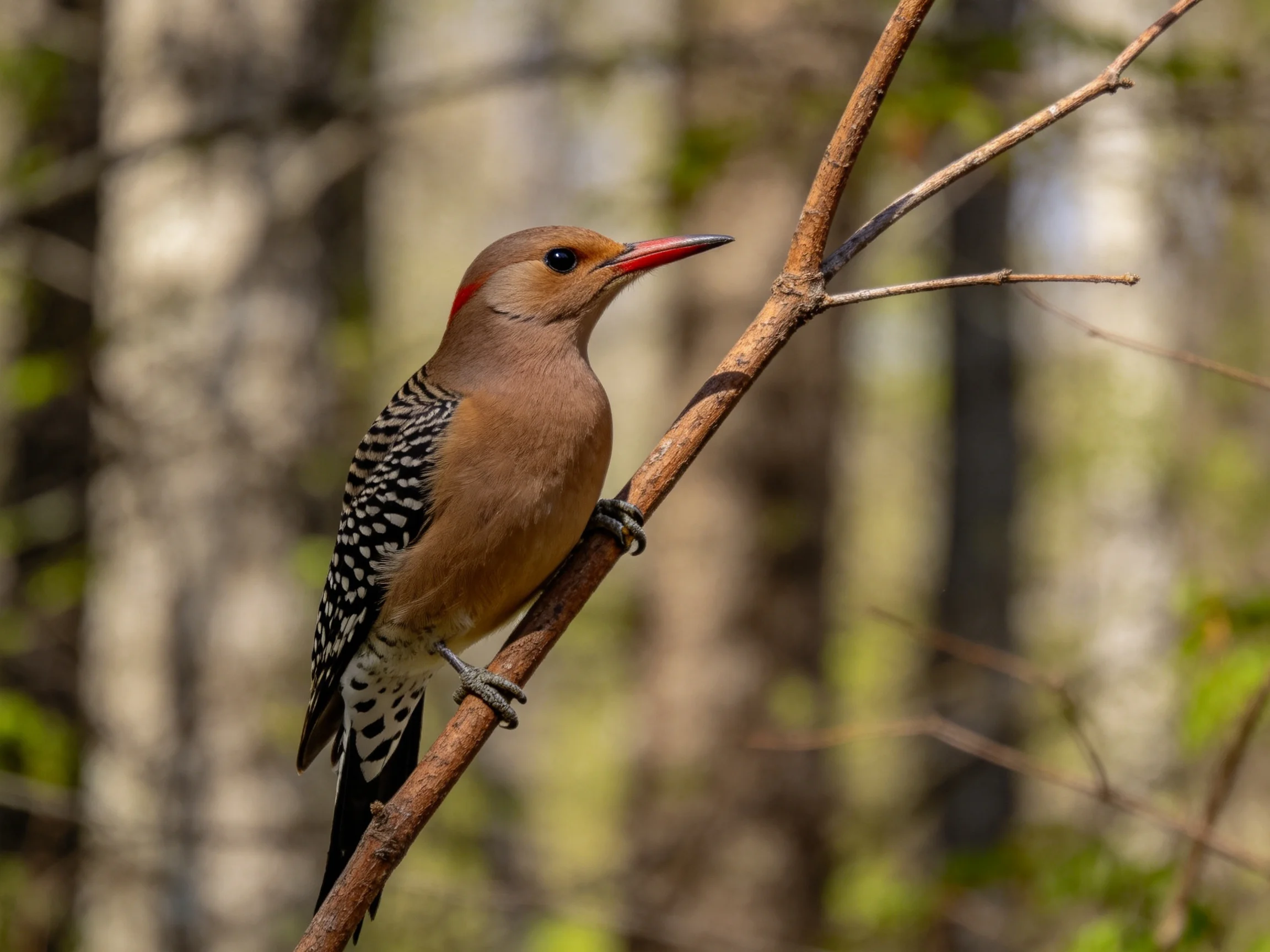 A brown-spotted woodpecker perches on a slender forest branch