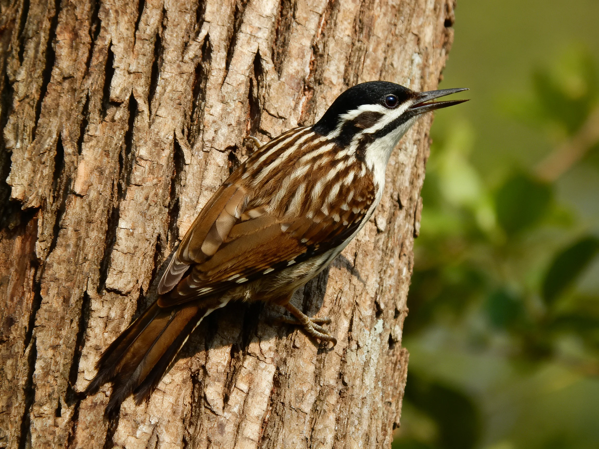 A brown and white striped bird clings to a tree trunk.